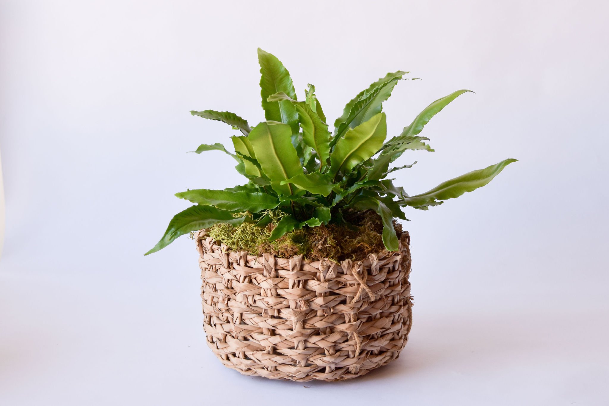 plant round whicker basket - large 1.jpg
