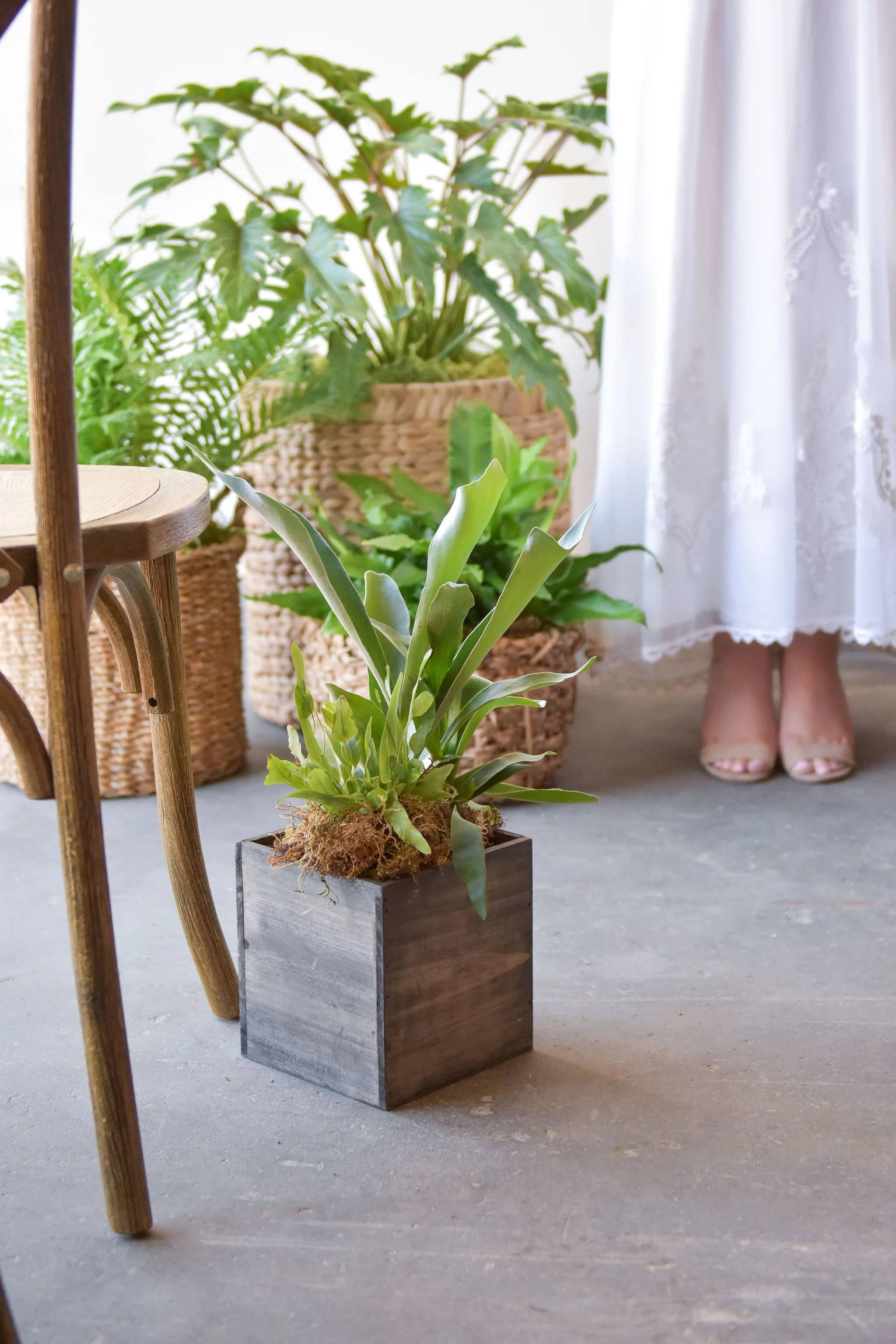 .. Ceremony Plants