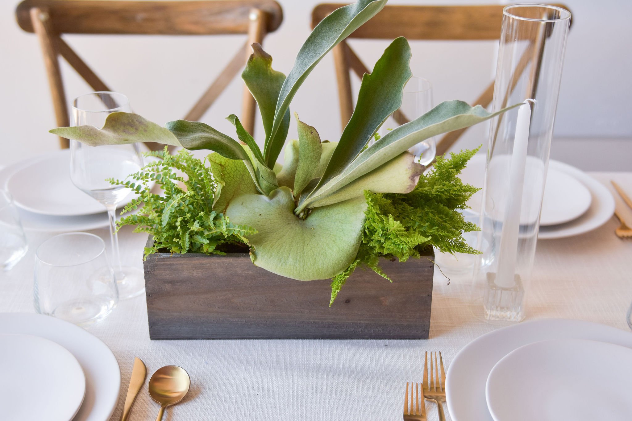 Long Low Plant Arrangement $125