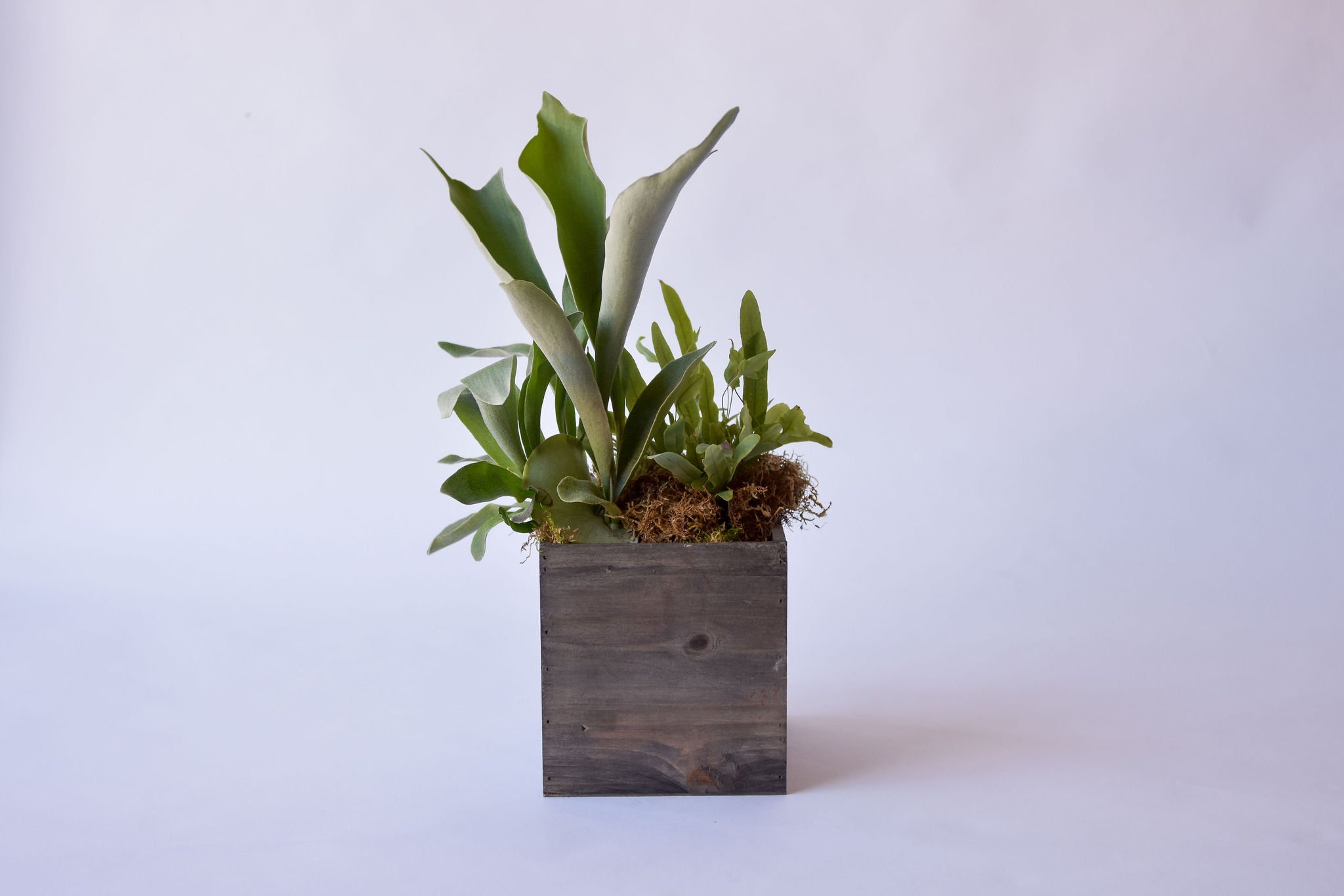 Rectangle Plant Arrangement $70