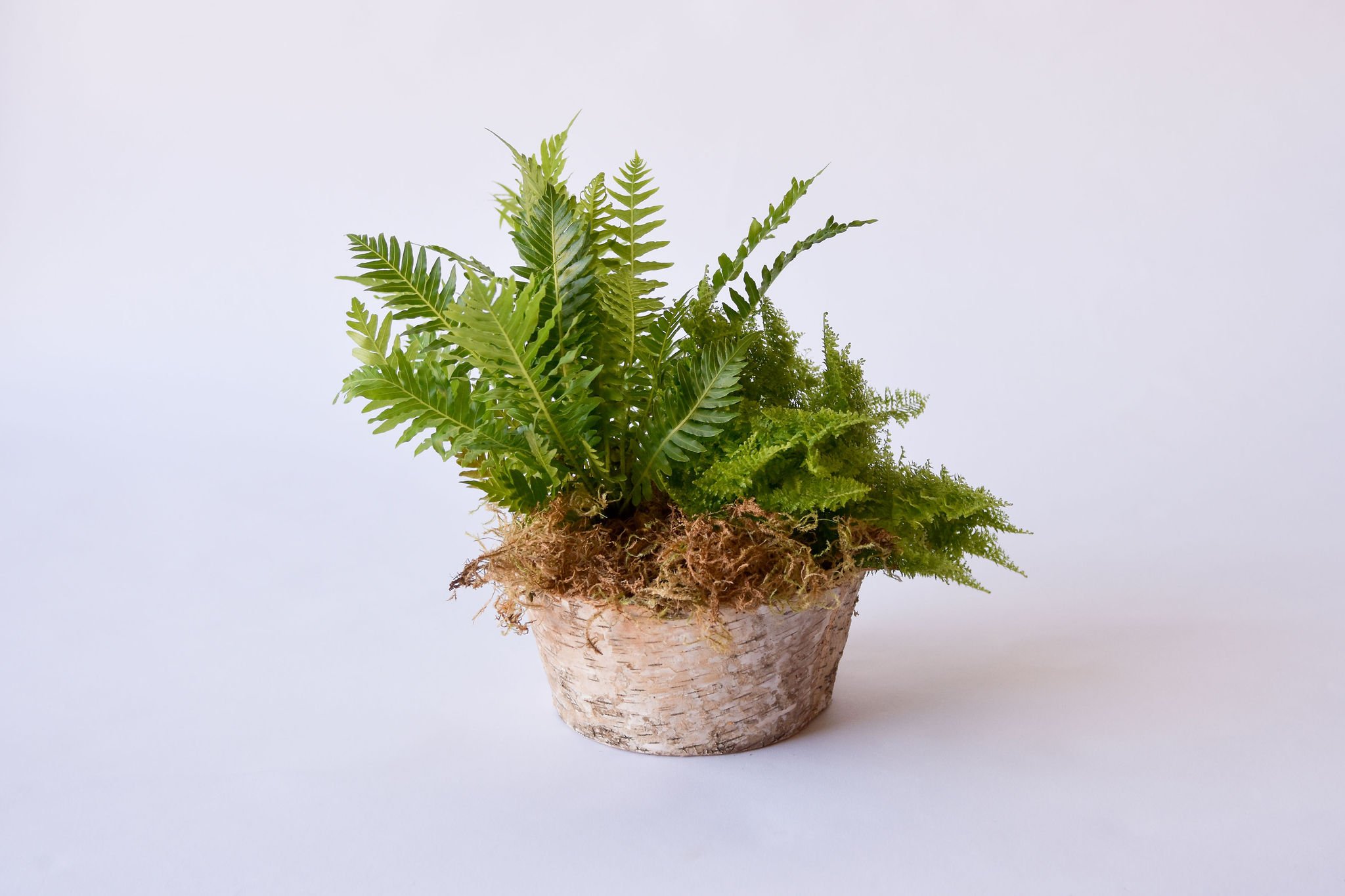 Round Plant Arrangement $70