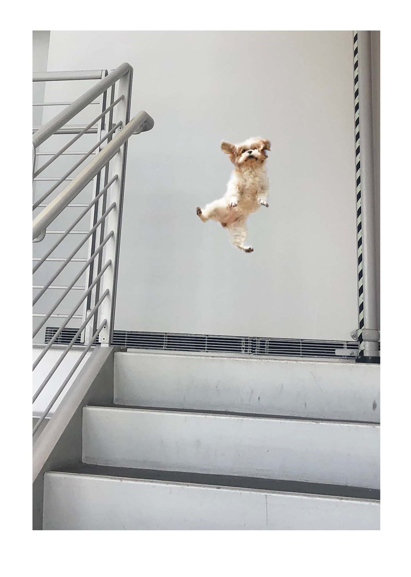 Lucky Dog -In Production