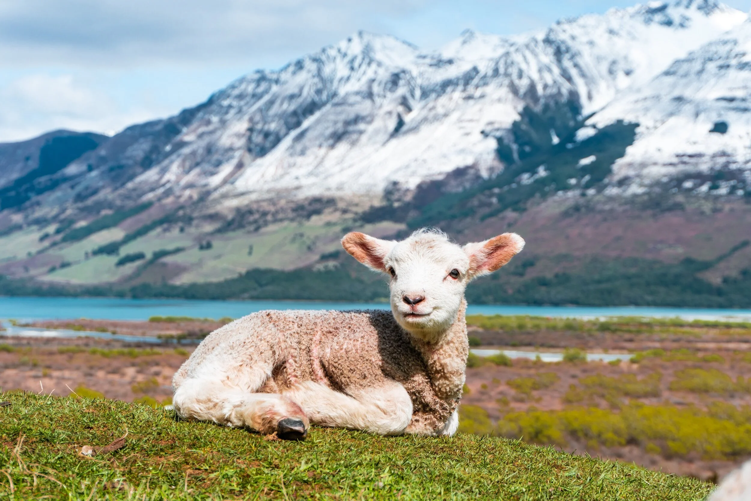 Camp Rover sheep on the side of a mountain laying down in the grass with the sun coming down on it.