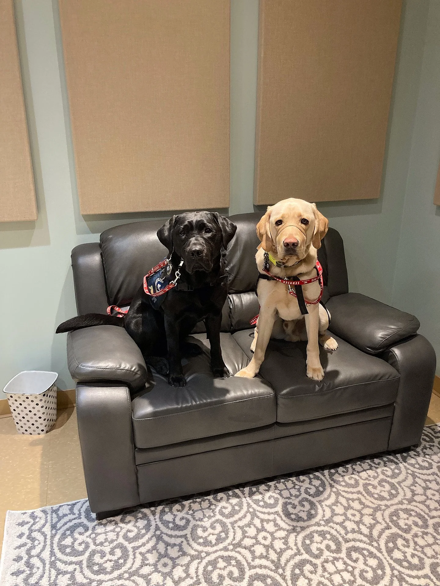 There are 2 dogs sitting on a black leather sofa. Their names are DWW Duke and DWW Booster. They are both Labrador Retrievers.