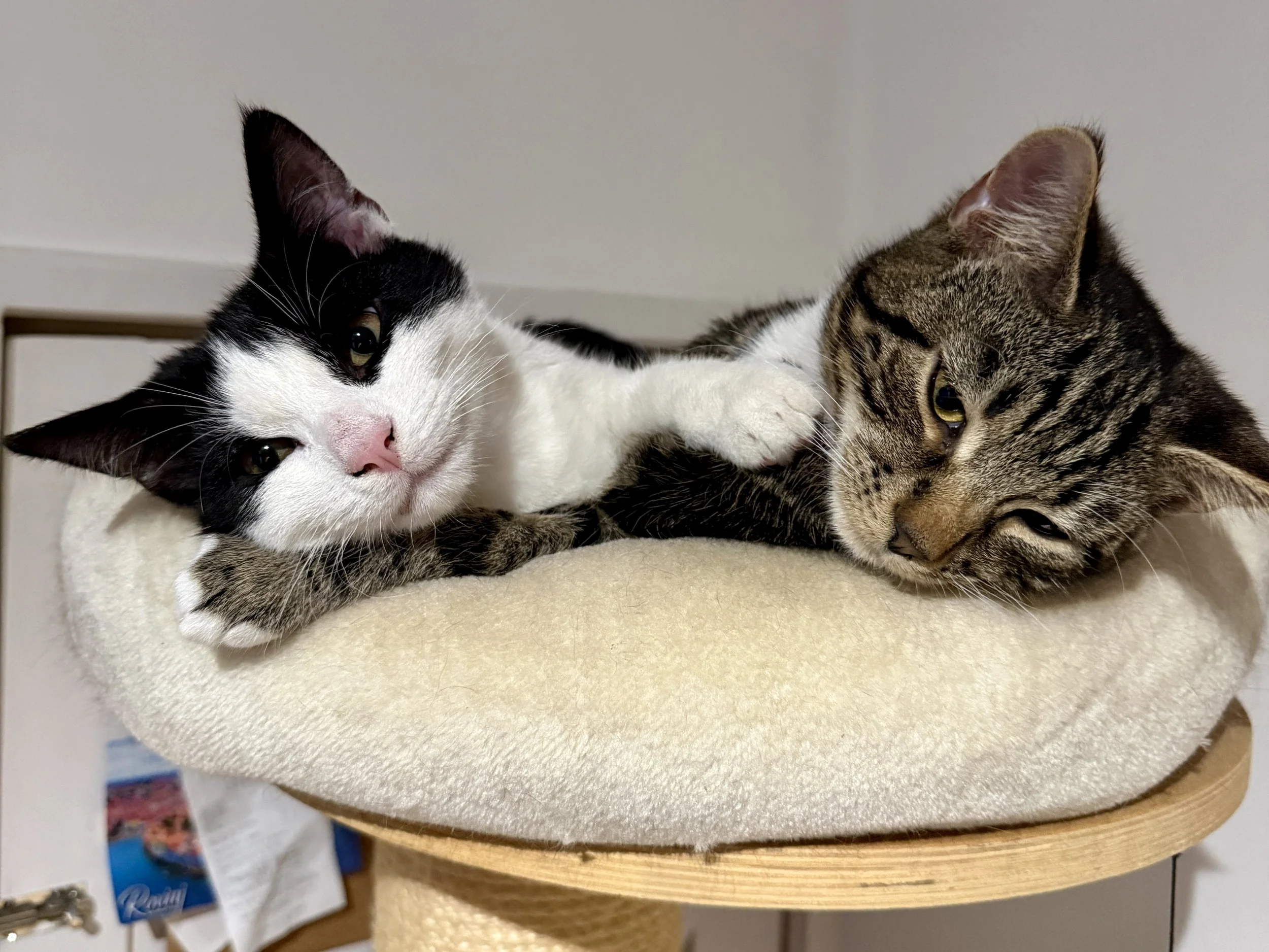 Gloriously Ordinary Sundays - 22nd February 2026