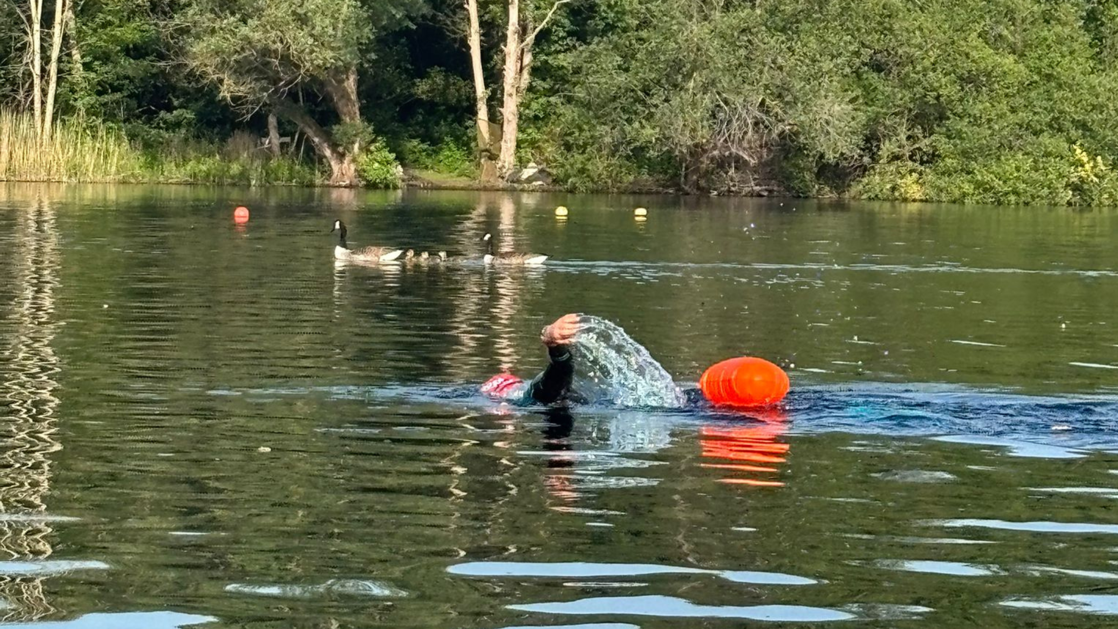 A person swimming in an open water lake, with a tow float and marker buoys visible. Two geese and tree-lined banks can be seen in the background.