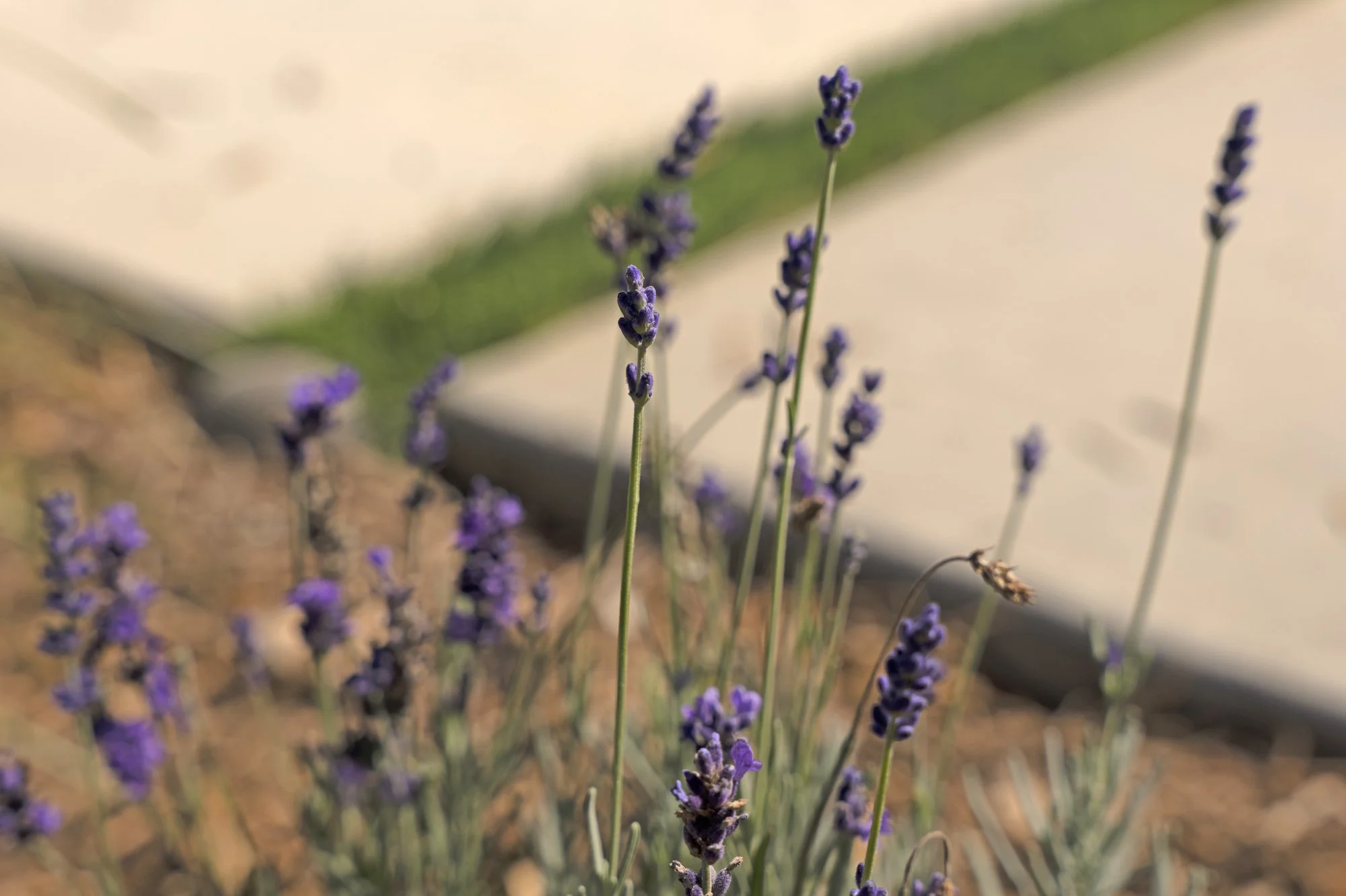 Green and Resilient: Native Plants vs. Drought-Tolerant Plants in Sonoma County, CA