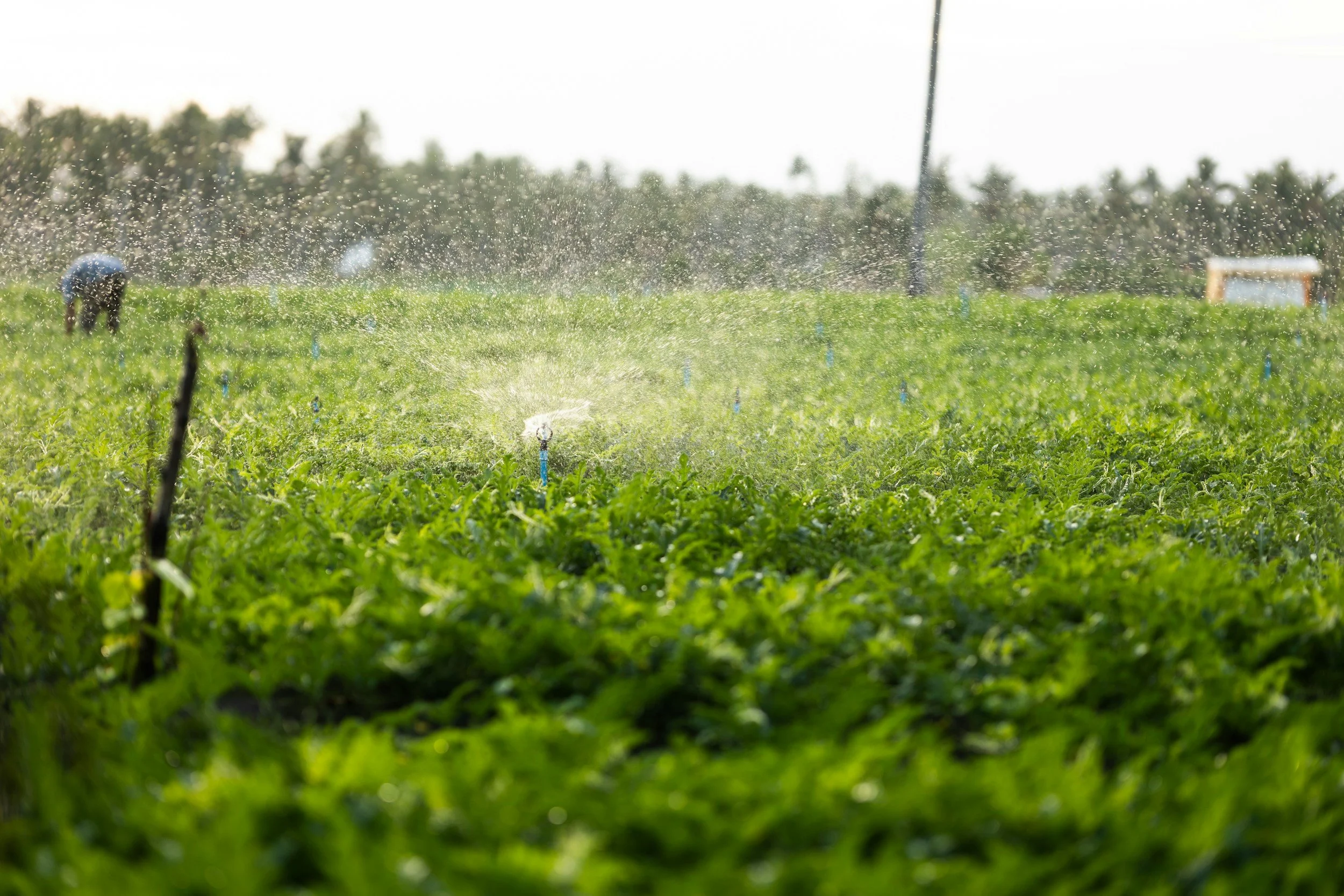 Green agricultural field with sprinklers watering crops, a farmer working in the background, and trees beyond the field.