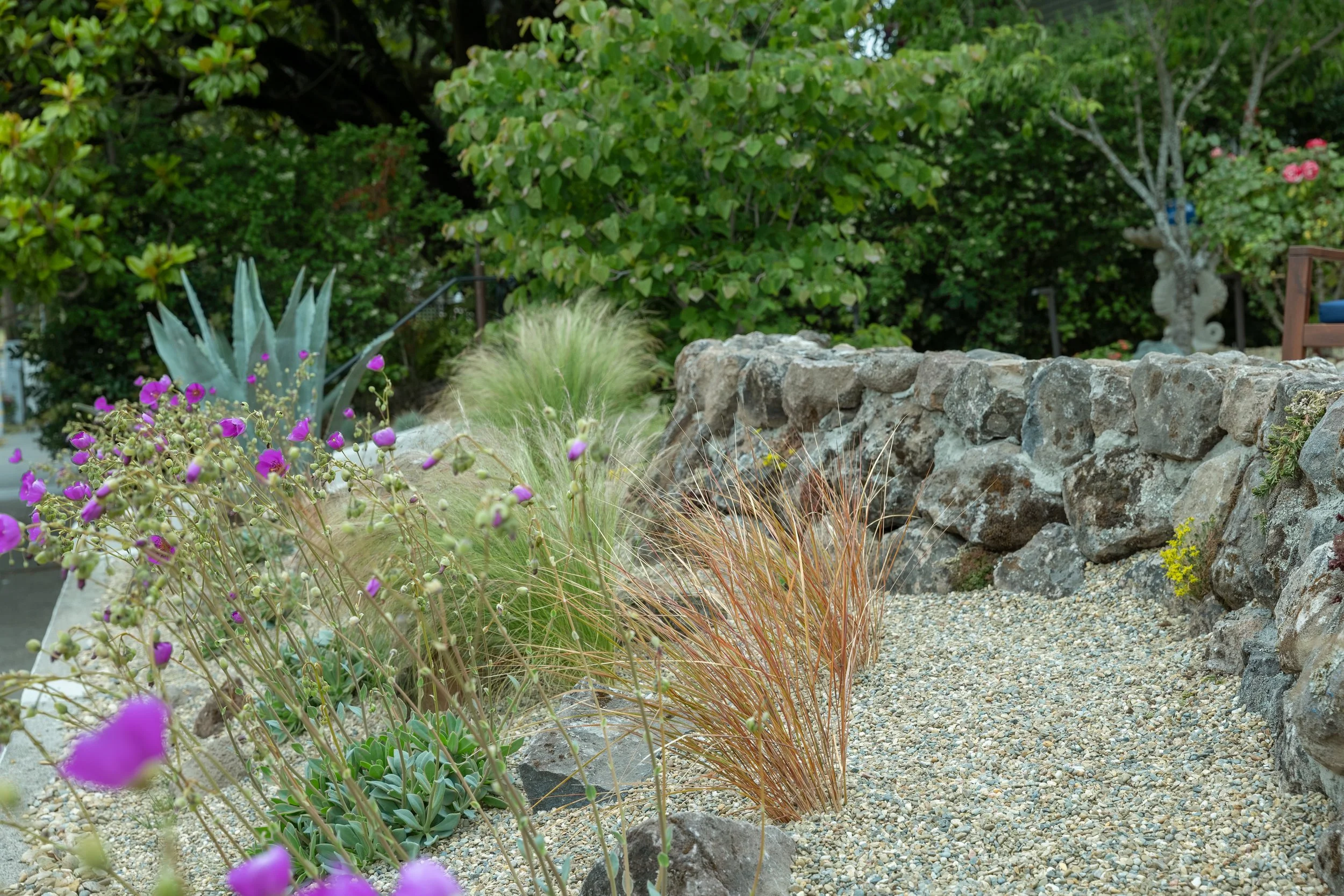 retaining wall and succulents in Sebastopol 