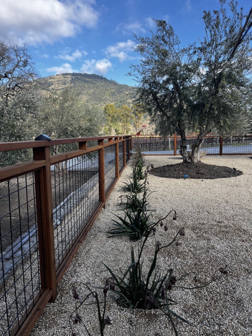 After photo of Bennett Valley yard