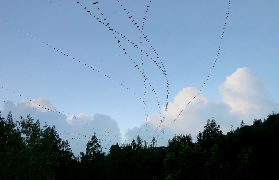 Mitsch_Lockdown_Crows_One_Tree_2000px_980.jpg