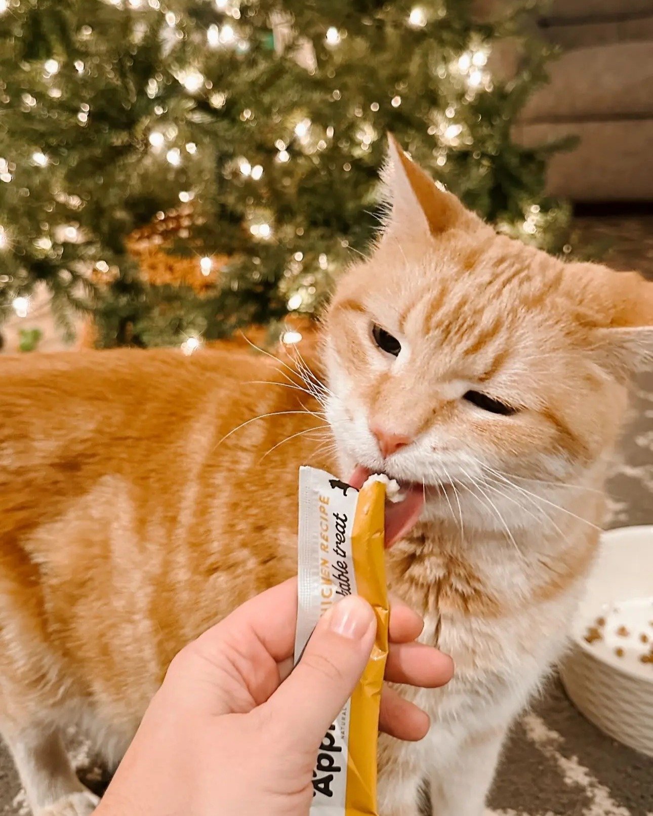 Here come the holidays at HBHQ ❣️🎄

Brands + Birds Featured &ndash; 
@joyce.bambrook @applawsusa 
@gshudelaney@drinkolipop
@agirlnamedkevyn @mybetterbatch
@ourherdoflittles @zeyafragrance
@ciaradelfrate @athenaclub
@gen.camilo @ryzesuperfoods
@thean