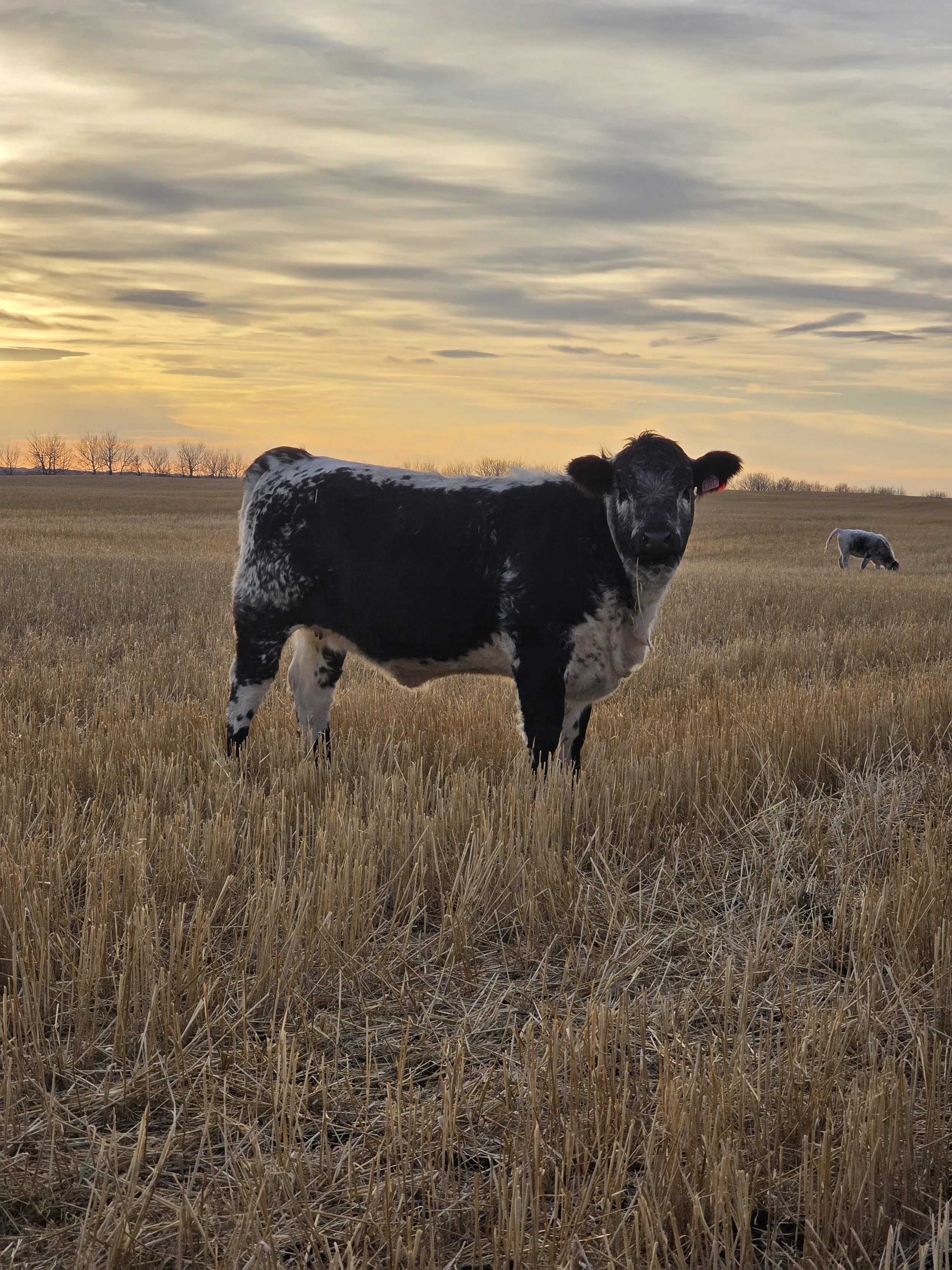 speckle park heifer against fall sunset with stubble foreground