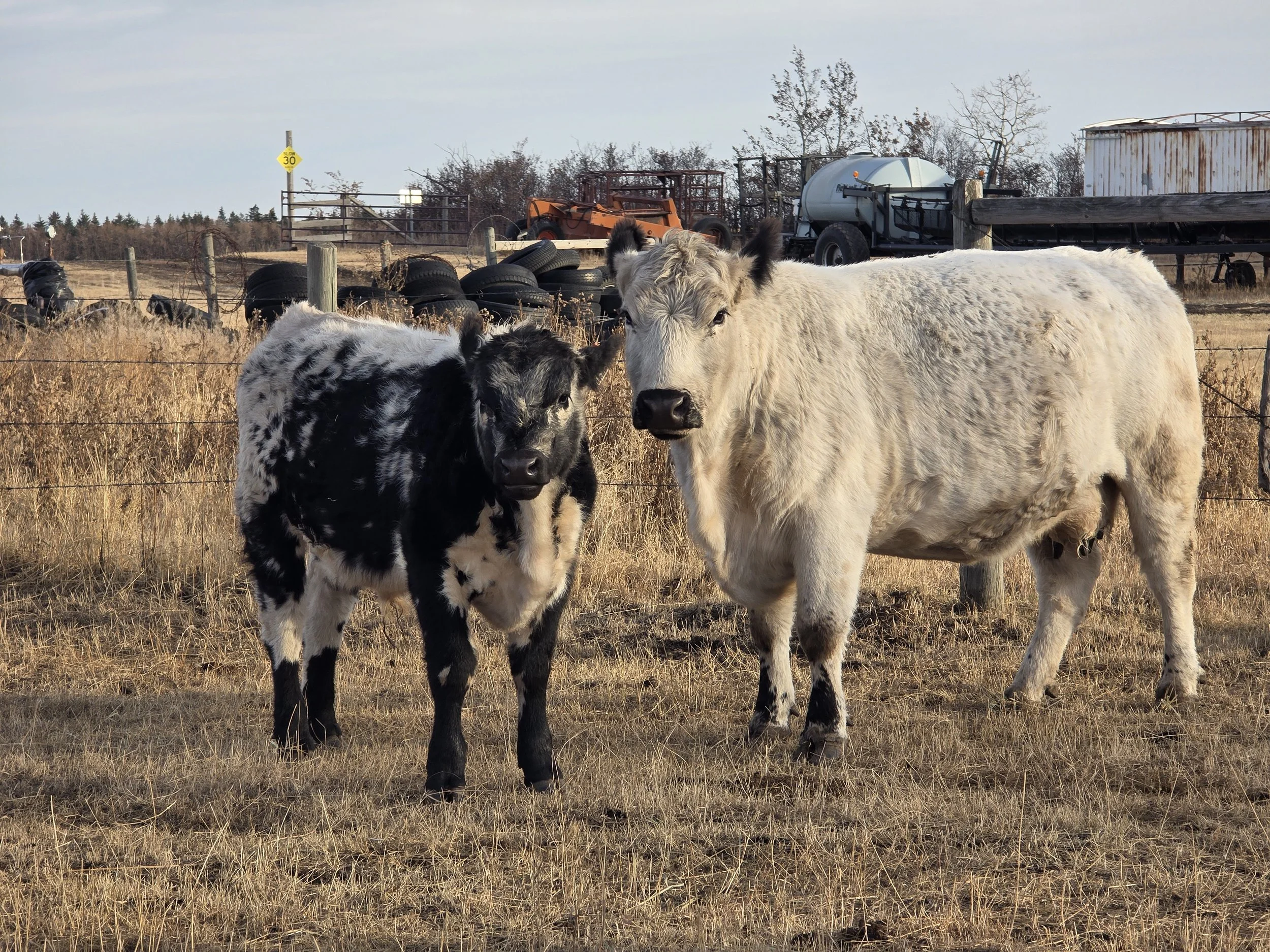 Two cattle, one black and white speckle and the other white with black points, standing in a dry field with farm equipment and tires in the background.  Speckle park cattle, Alberta Canada