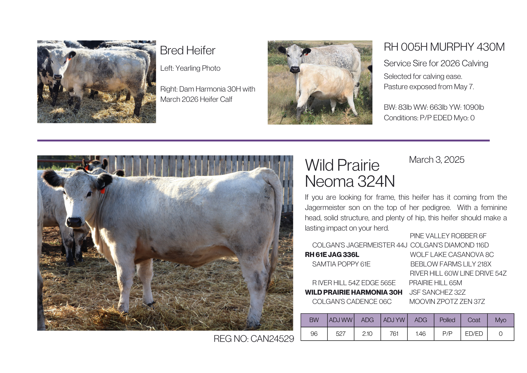 Main photo of a speckle park heifer with white with black points markings and two images of dam with calf and yearling photo, with descriptive text about their genetics, breeding, age, performance, and birthdate.
