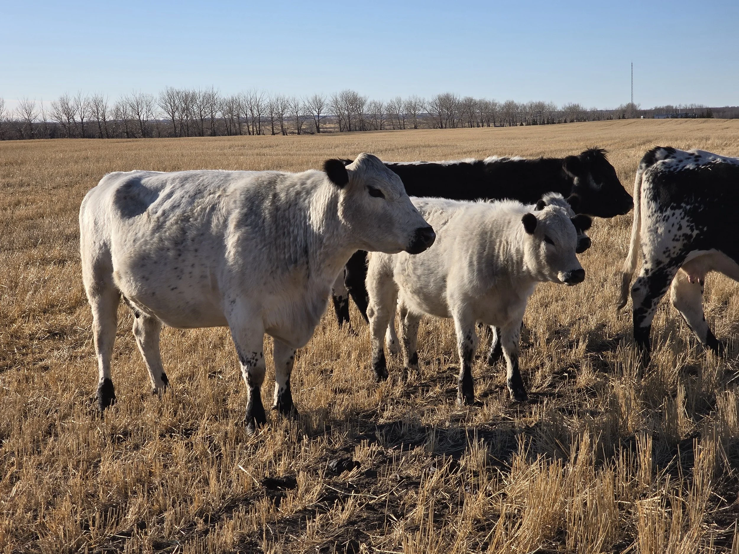 A group of black and white  speckle cows and calves standing in a golden field under a clear blue sky.