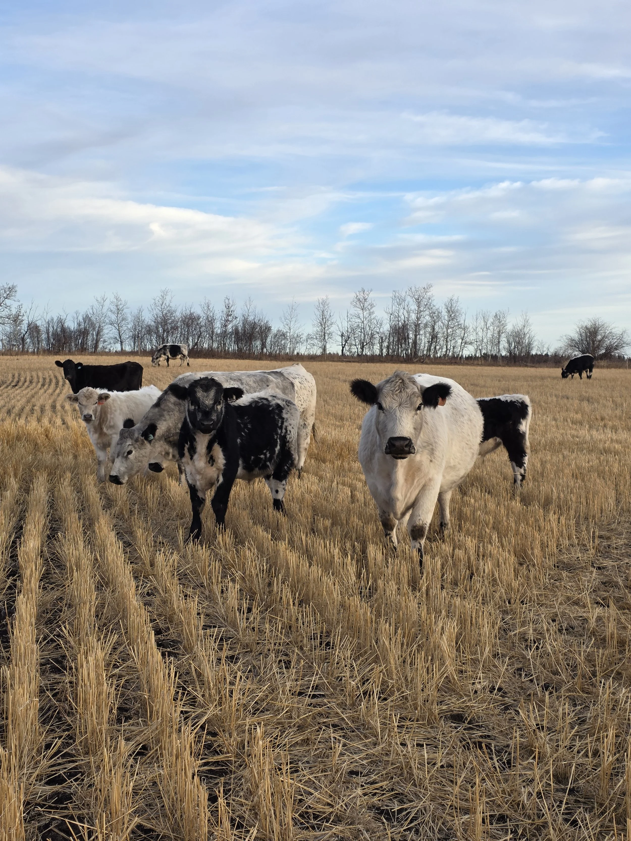 A group of speckle cows standing in a harvested field on a partly cloudy day with a line of trees in the background.