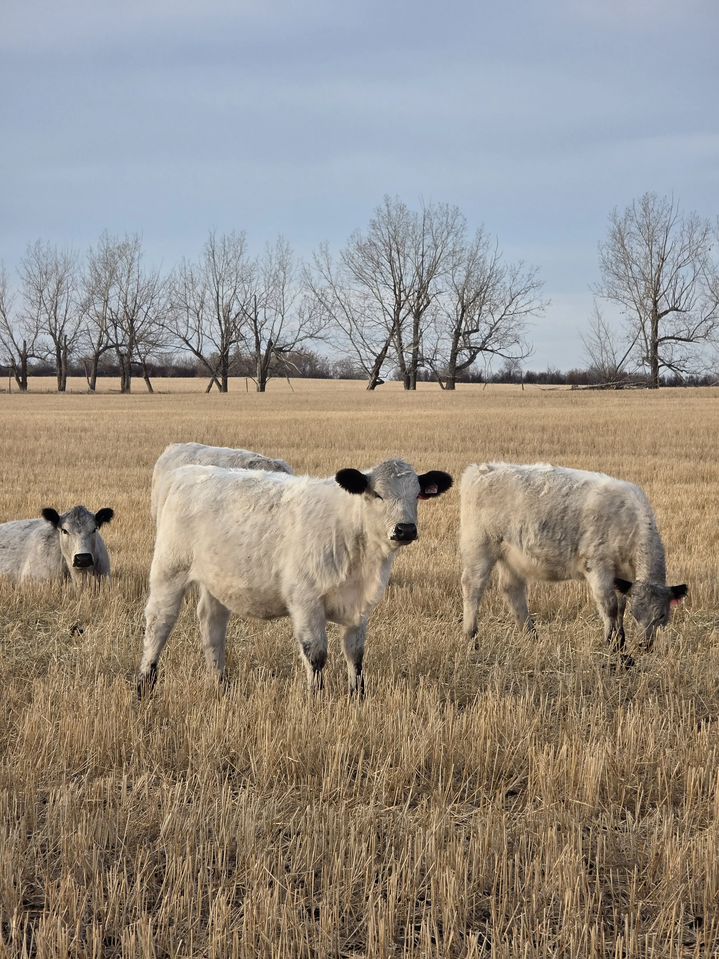 A herd of cows and calves grazing in a field with dry grass, with leafless trees in the background under a cloudy sky.