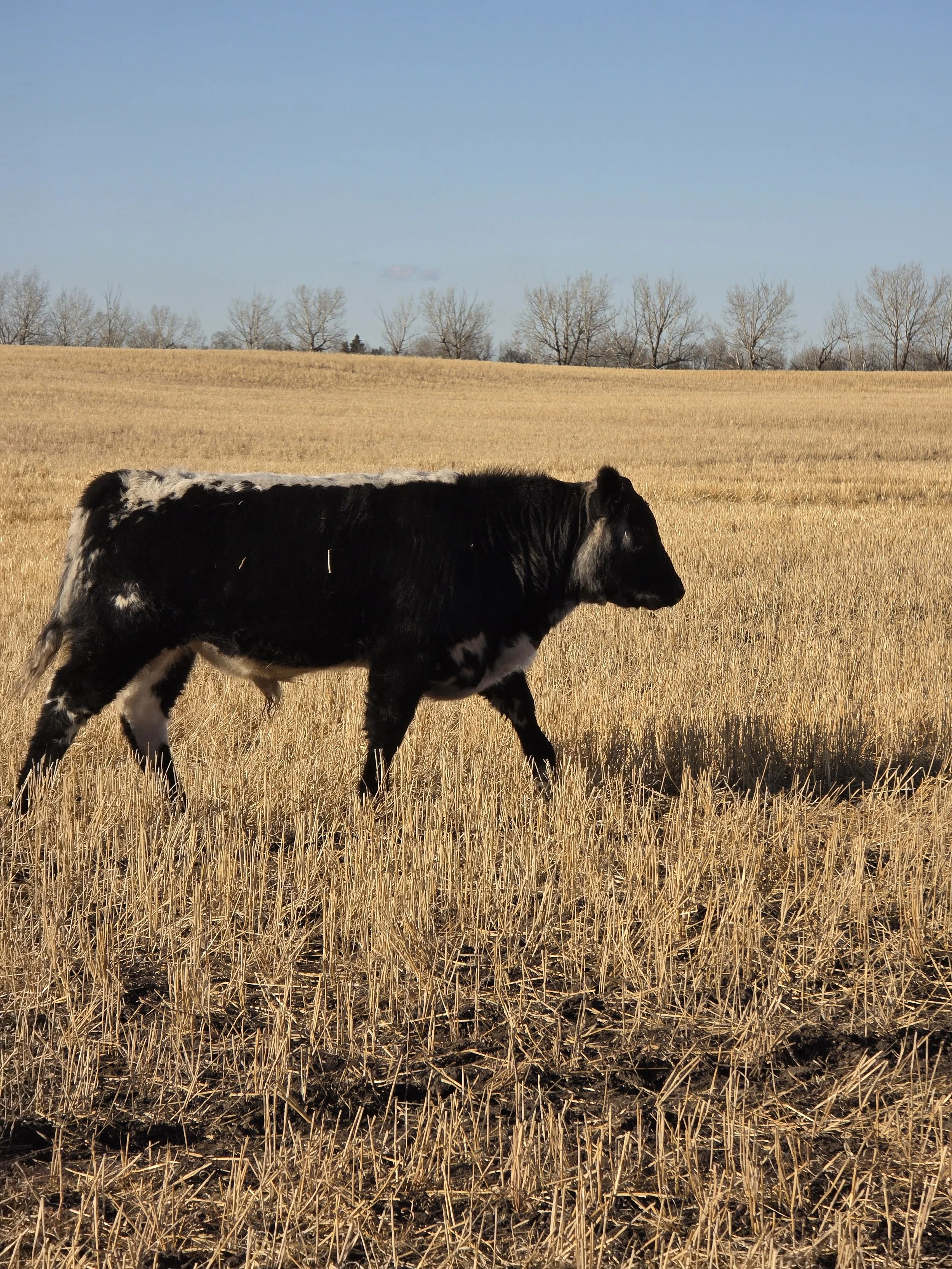 Black and white calf walking through a dry, golden field with leafless trees in the background under a blue sky.