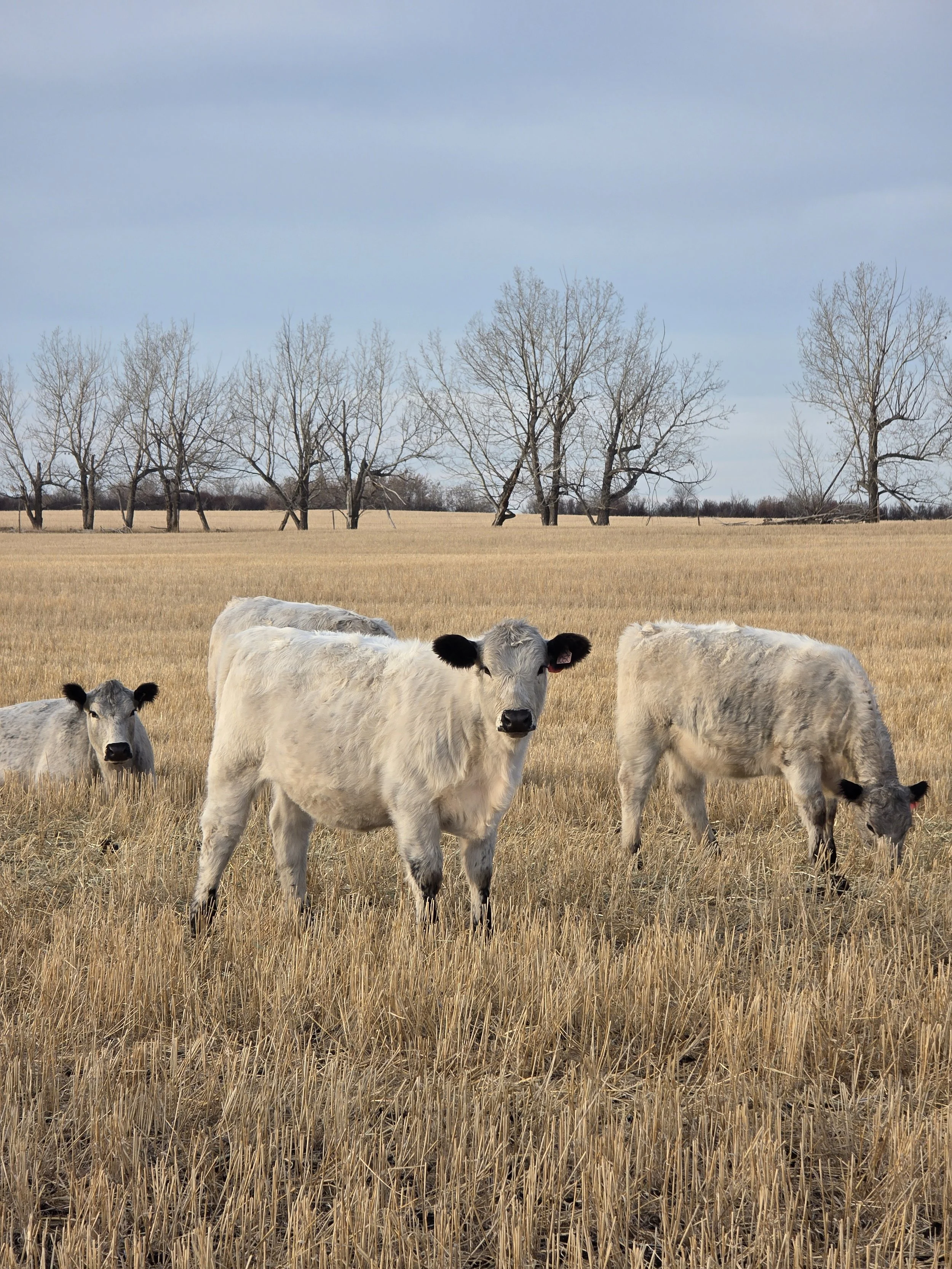 Three white with black points speckle park calves grazing in a dry grass field with leafless trees and a blue sky in the background.
