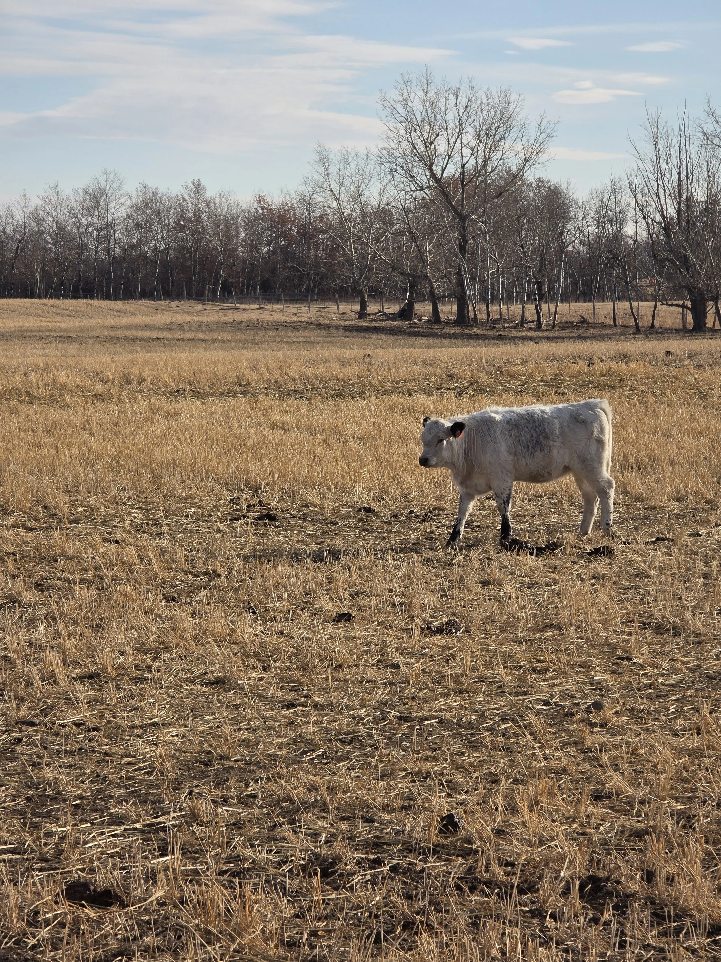 A young calf standing alone in a stubble field with leafless trees in the background under a partly cloudy sky.
