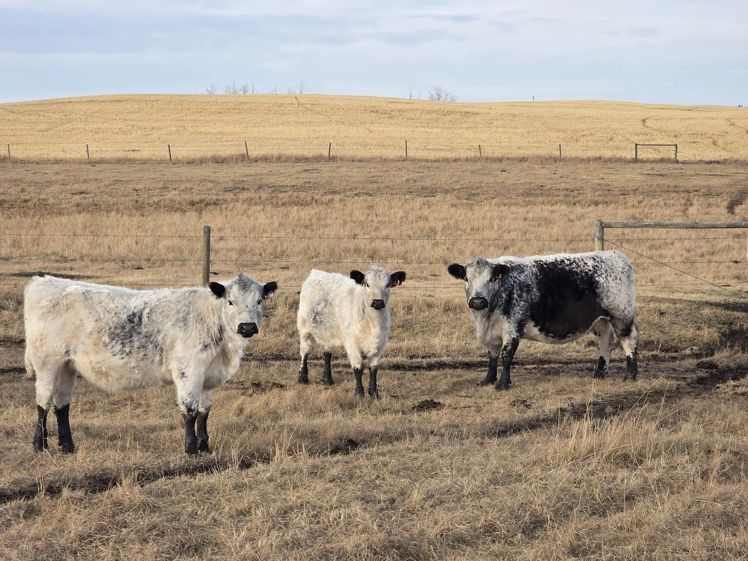 Three speckle park heifers standing in a grassy field with a fence and rolling hills in the background under a cloudy sky.