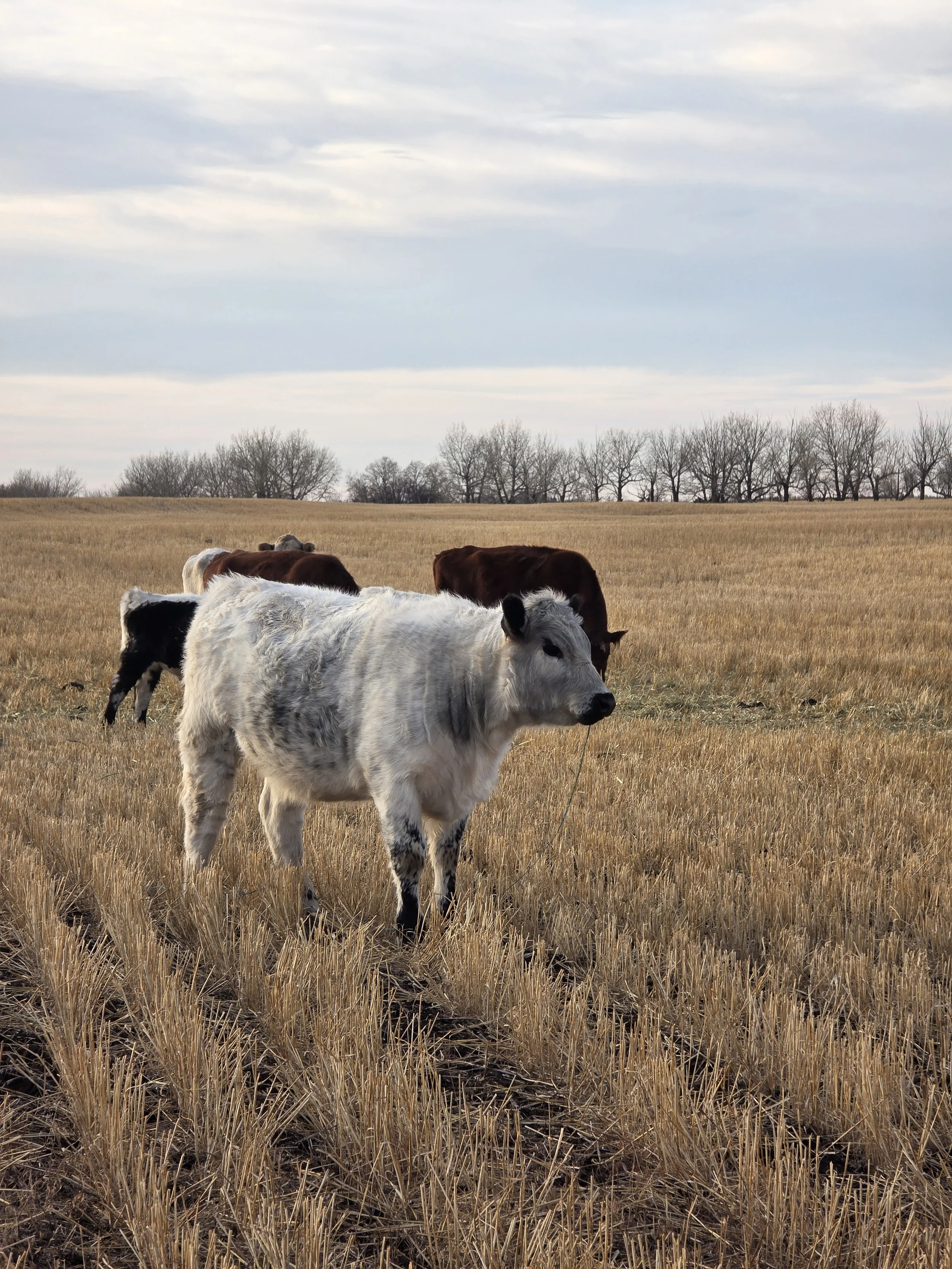 A group of black and white speckle calves grazing in a field with a cloudy sky above an open, flat landscape with trees in the distance.