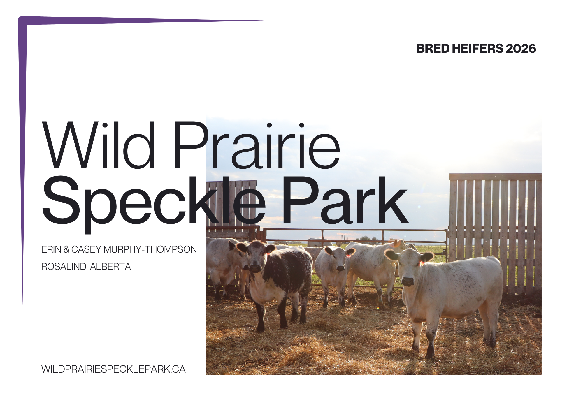 A sale catalogue cover for Wild Prairie Speckle Park featuring speckle park cattle in a farm setting with a wooden fence and open sky