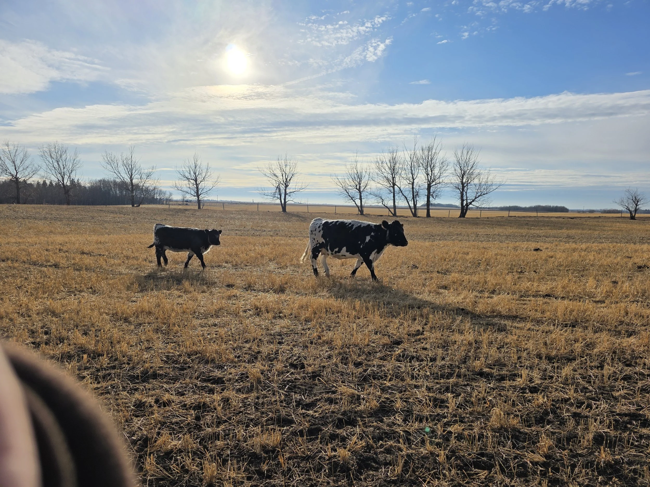 Two calves, one black and white and one black, walking across a dry, grassy field with a line of leafless trees and a partly cloudy sky in the background during daytime.