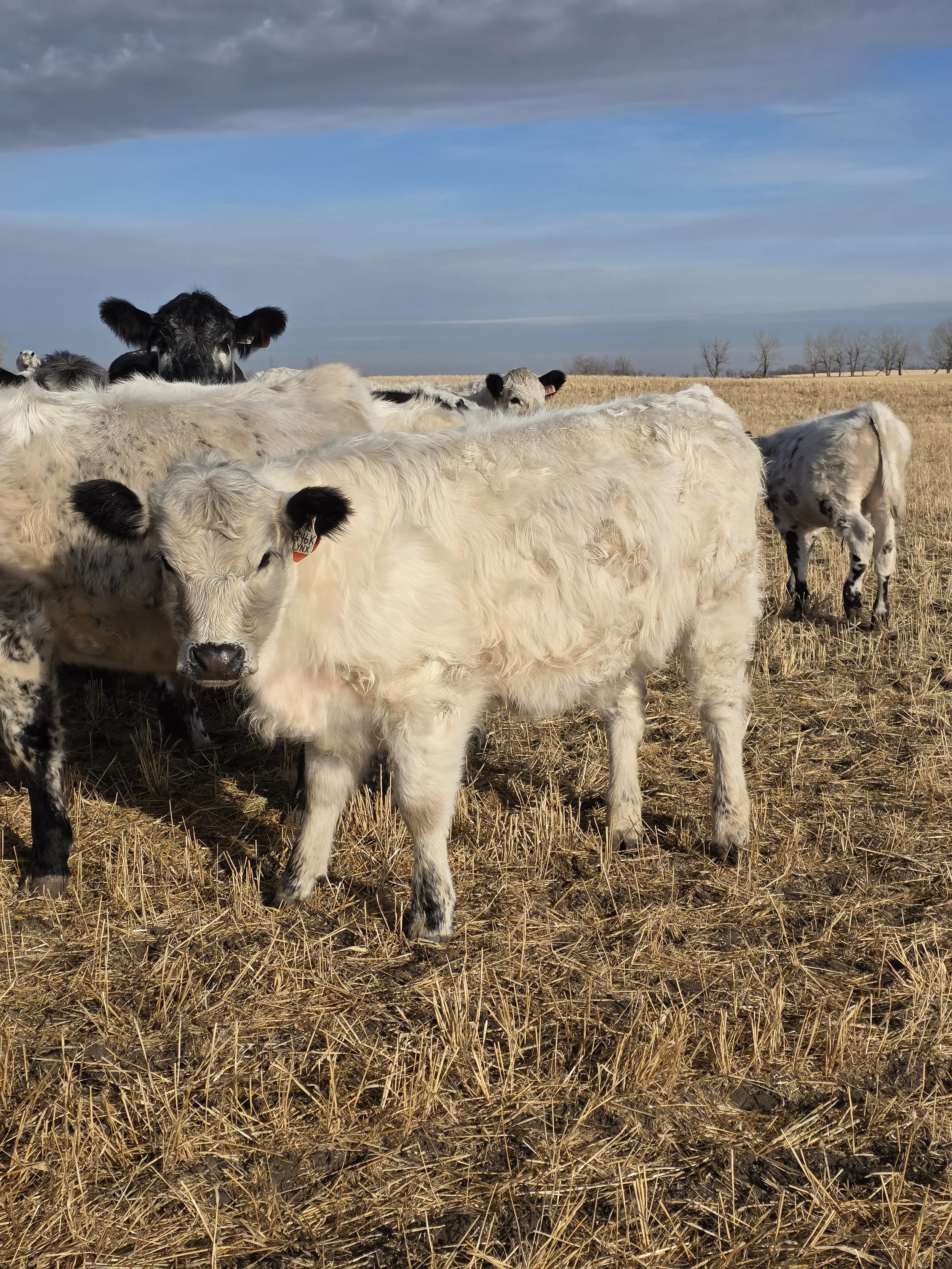A group of calves standing in a field with dry grass, under a cloudy sky.