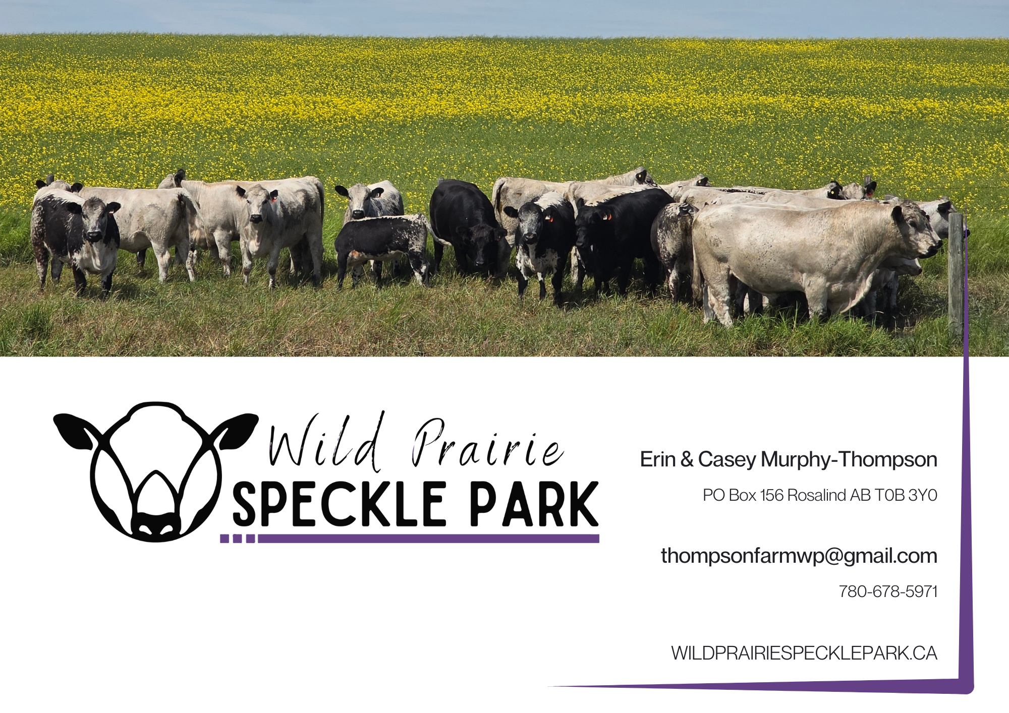 Photo of a herd of cows standing in a grassy field with yellow wildflowers, under a partly cloudy sky. The image also shows a logo and contact information for Wild Prairie Speckle Park, a registered cattle breeder farm in Rosalind, Alberta.