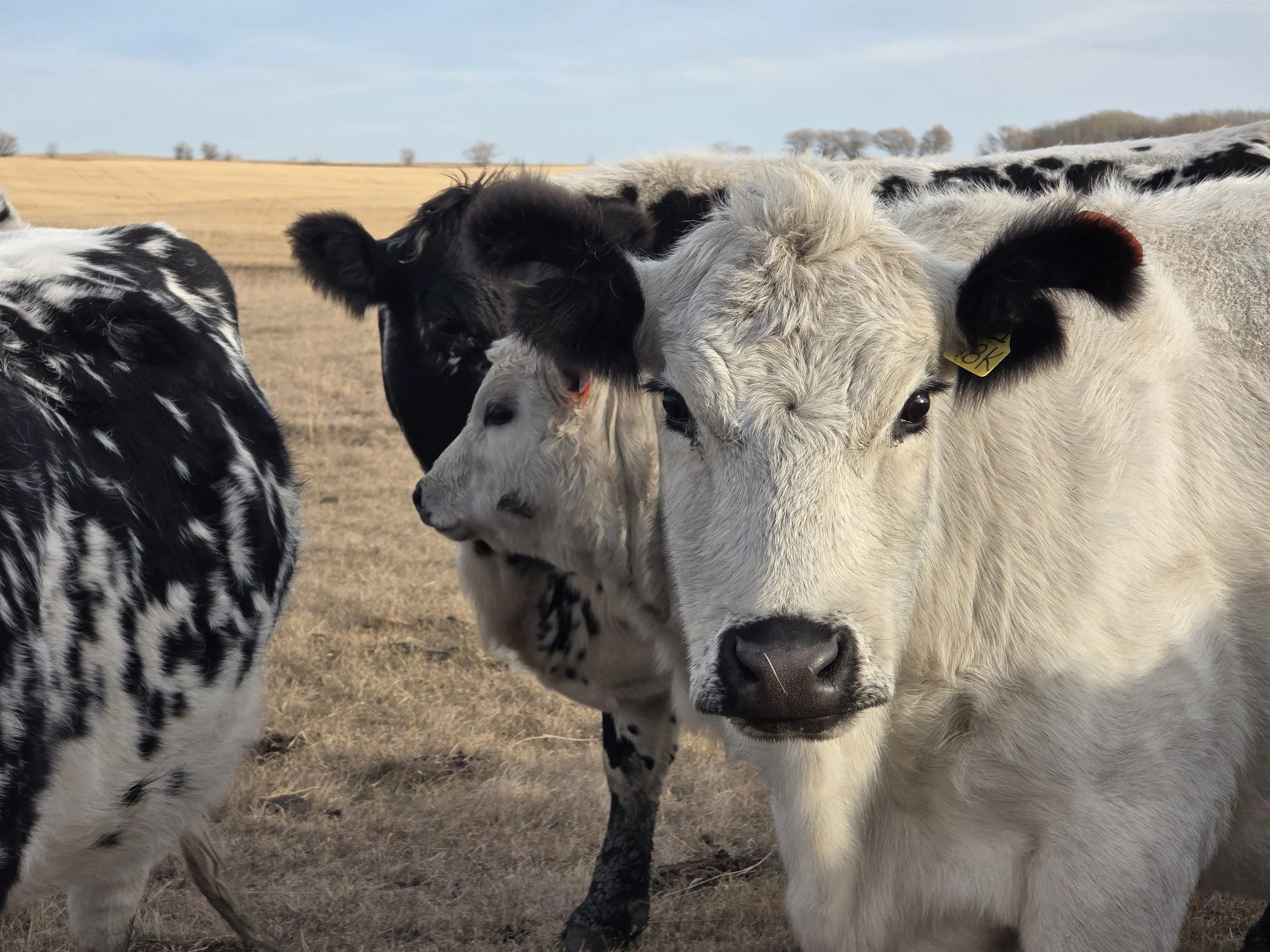 Close-up of a group of calves and cows in a field, with one white with black points heifer in the foreground and black and white calves behind, on a sunny day with a clear sky.