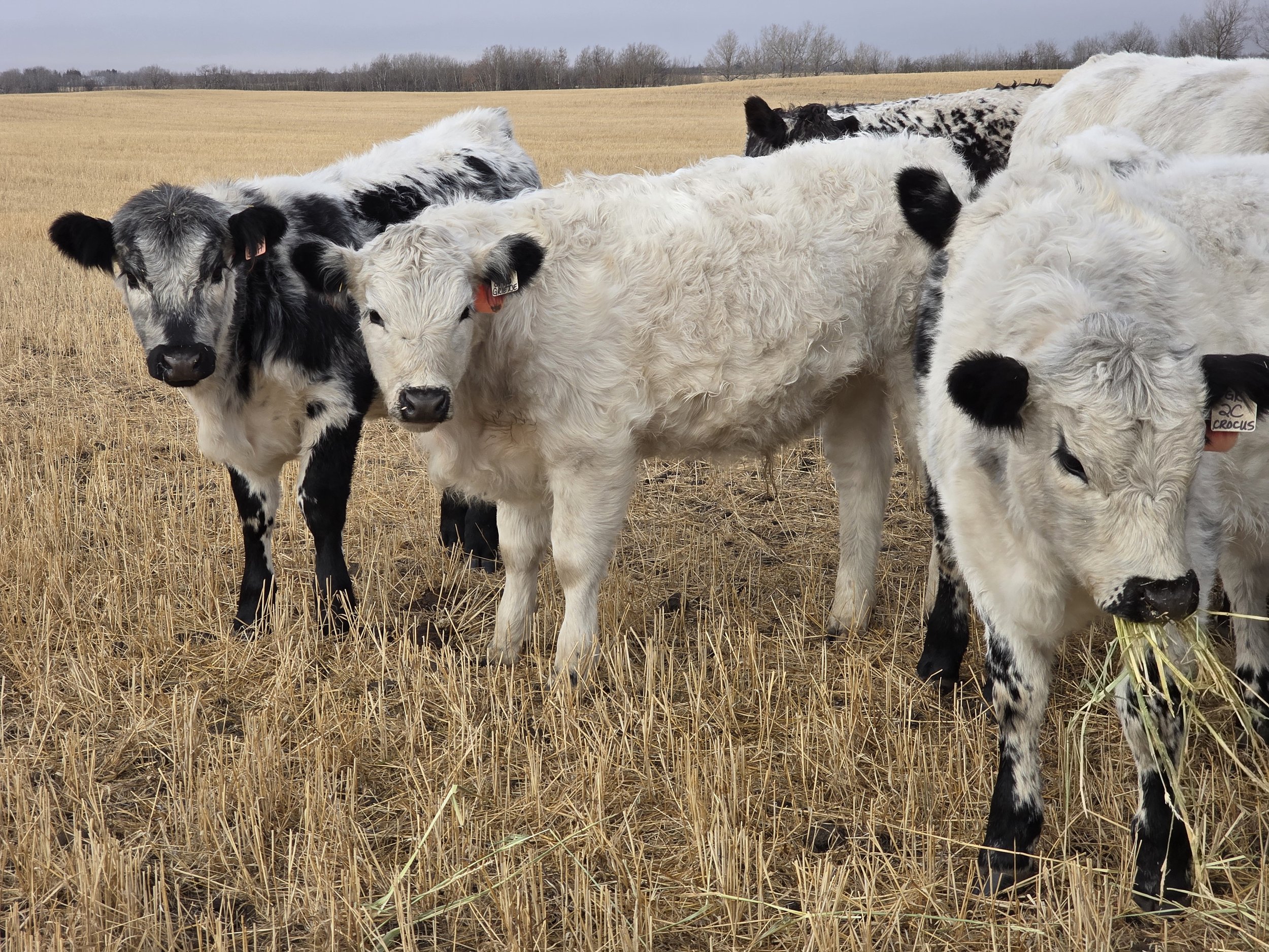 Group of black and white calves grazing in a stubble field after harvest.