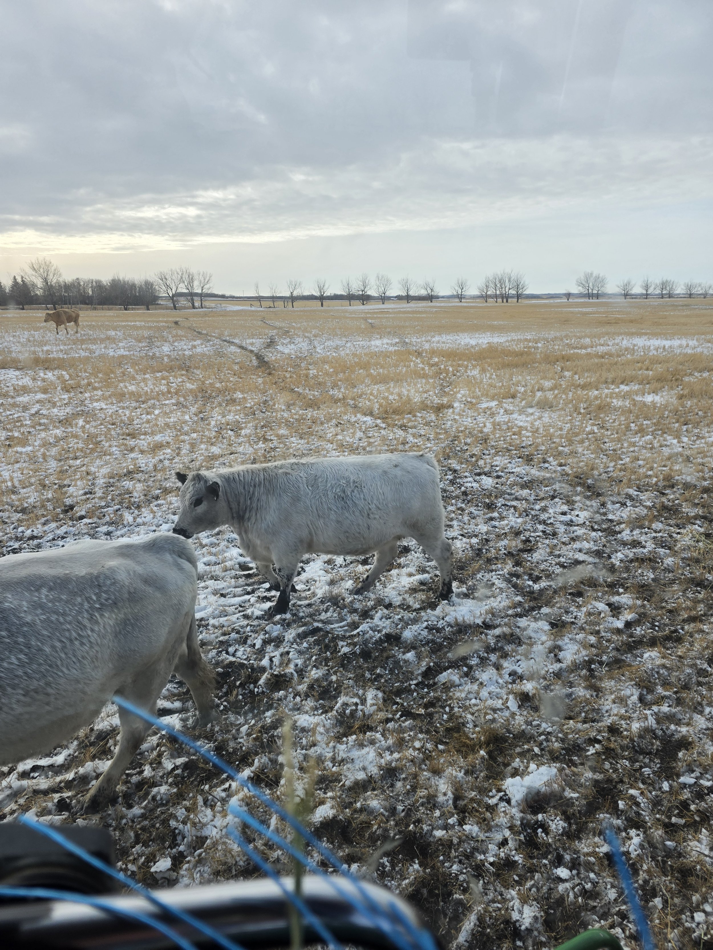 A snowy field with two  black and white speckle park cows in the foreground, one walking and the other partially visible, and a single cow in the background near a line of leafless trees under a cloudy sky.