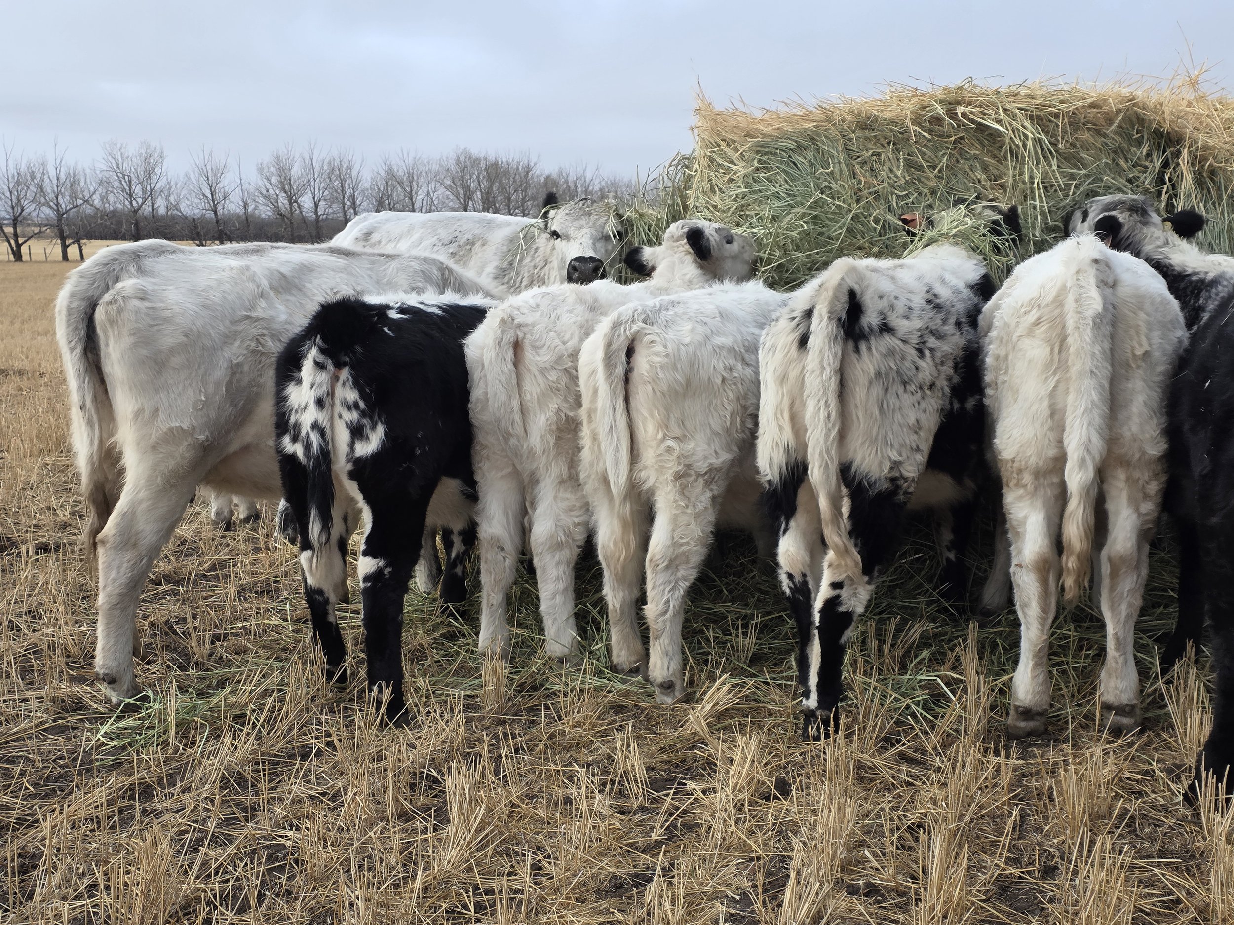 A group of speckle black and white calves and a cow eating hay in a field with trees in the background.