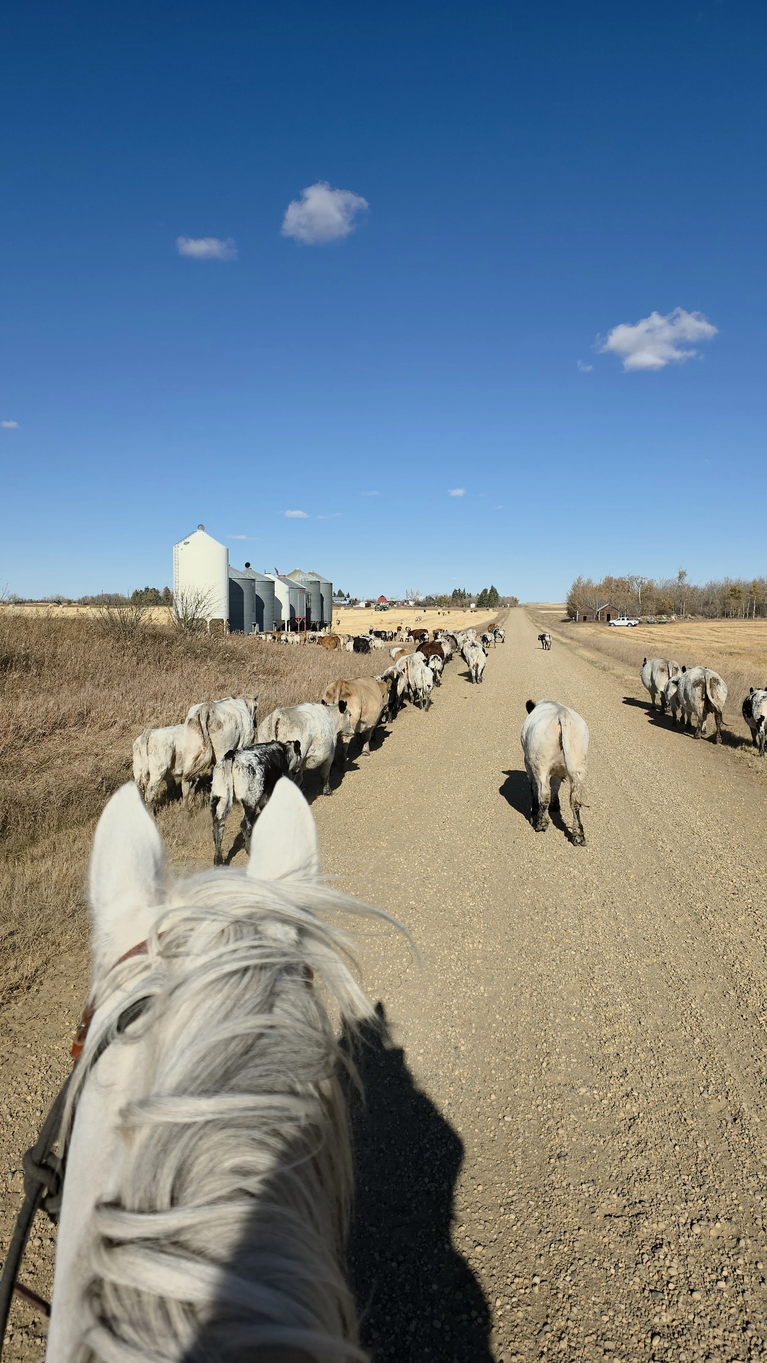 View from horseback riding shows a grey horse trailing cattle on a gravel road with cattle walking along each side, farm buildings and grain bins in the background, under a clear blue sky.