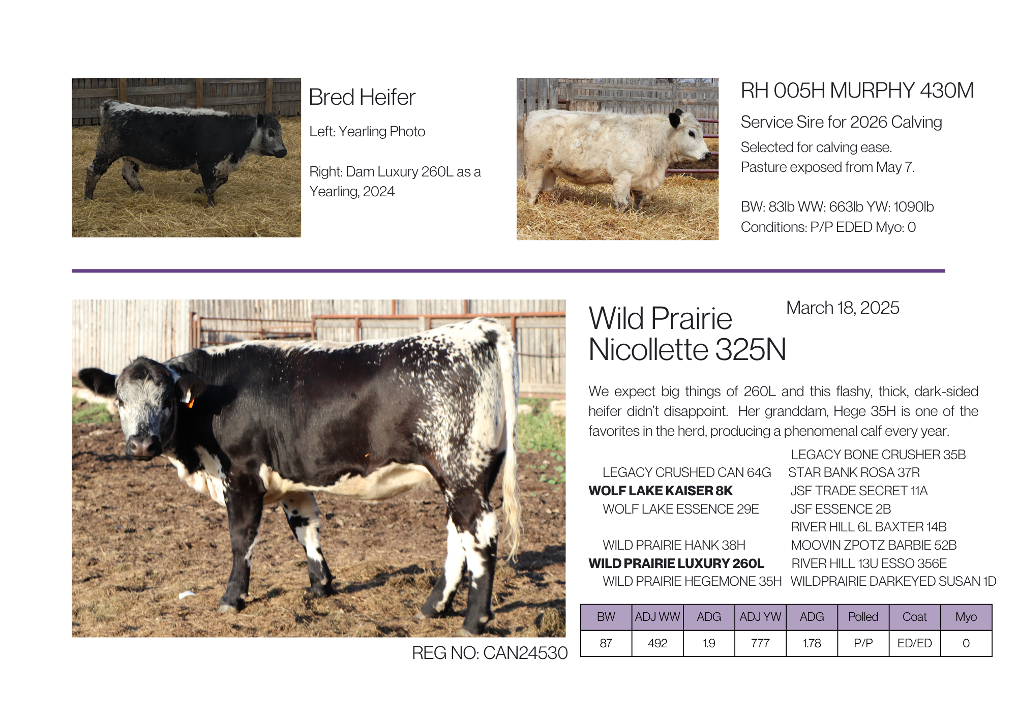 Main photo of a speckle park heifer with dark sides and white topline signature of the breed, with two images of animal as a yearling and maternal image.  Includes lineage, genetics, performance details and birthdate.