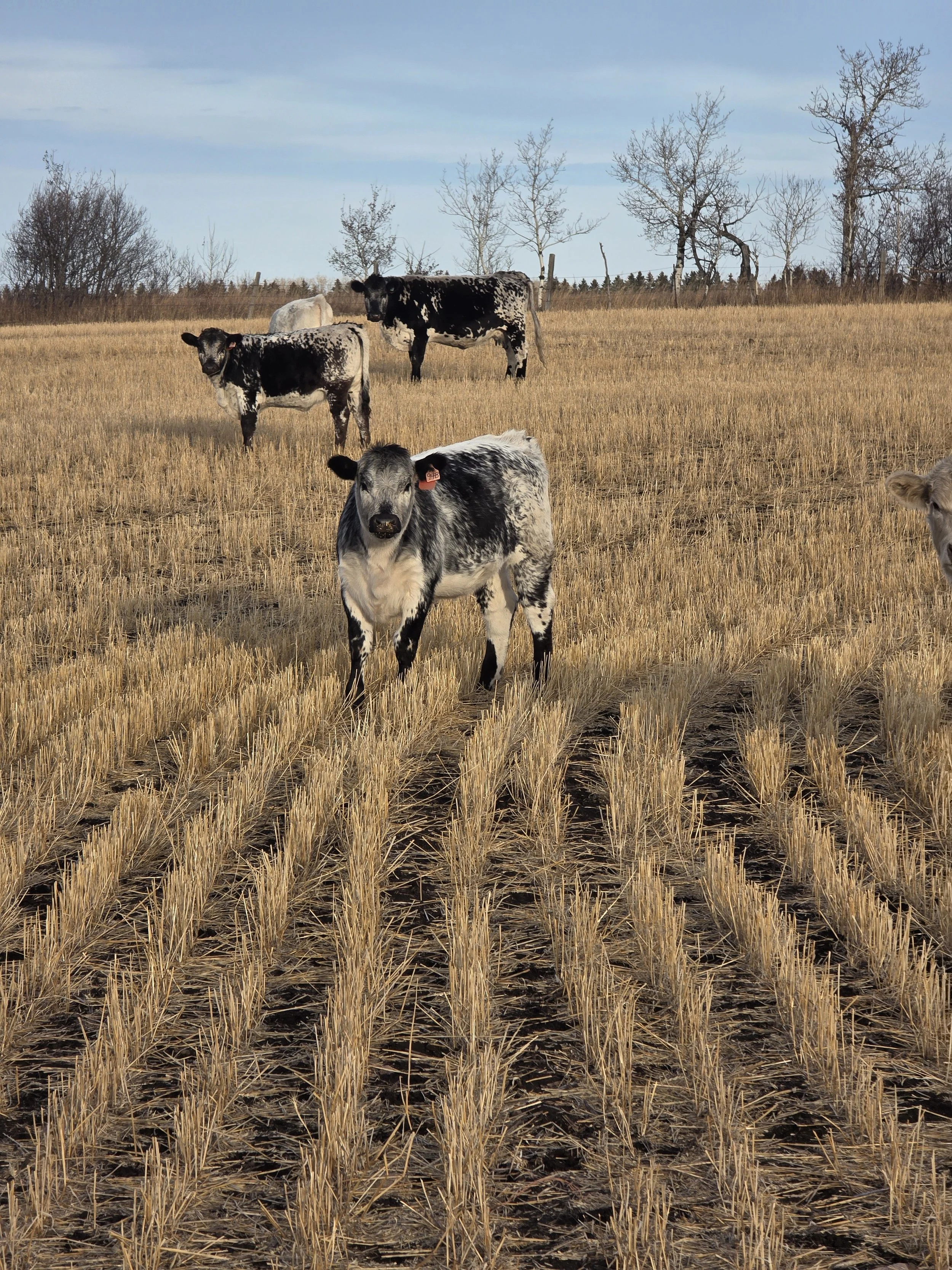 Calf with a blue roan coat pattern standing in a field of harvested crops, with other cows and trees in the background under a clear blue sky. Speckle park calf, Alberta Canada.