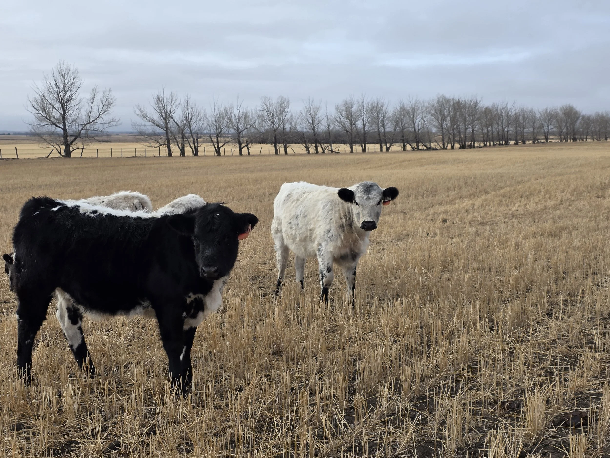 A group of black and white cows standing in a dry, harvested field with a background of leafless trees and a cloudy sky.