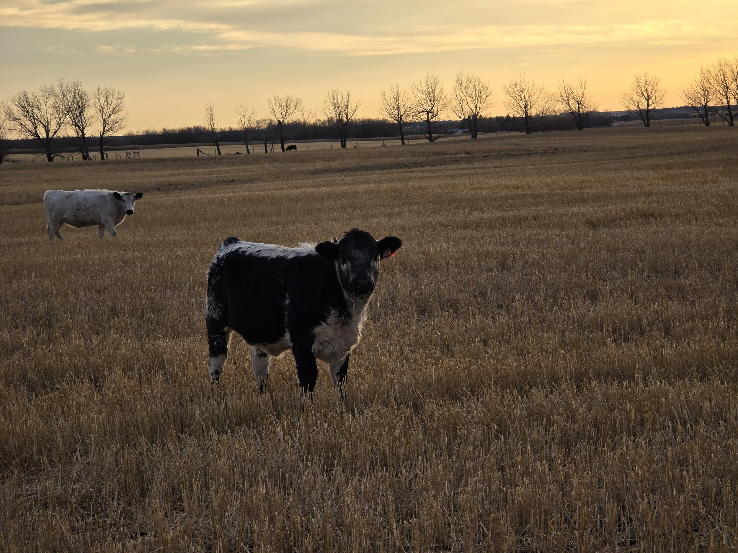 A black with white topline commercial beef heifer standing in a field at sunset, with trees in the background.