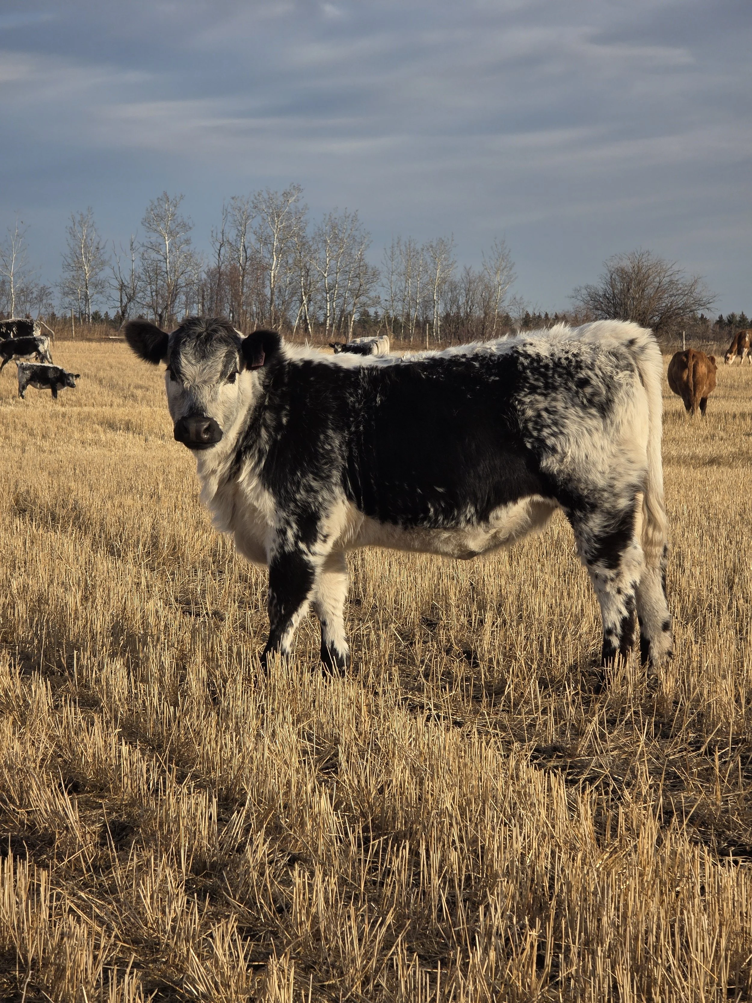 A young black and white speckle park calf standing in a grassy field with other cows in the background and leafless trees on the horizon under partly cloudy skies.