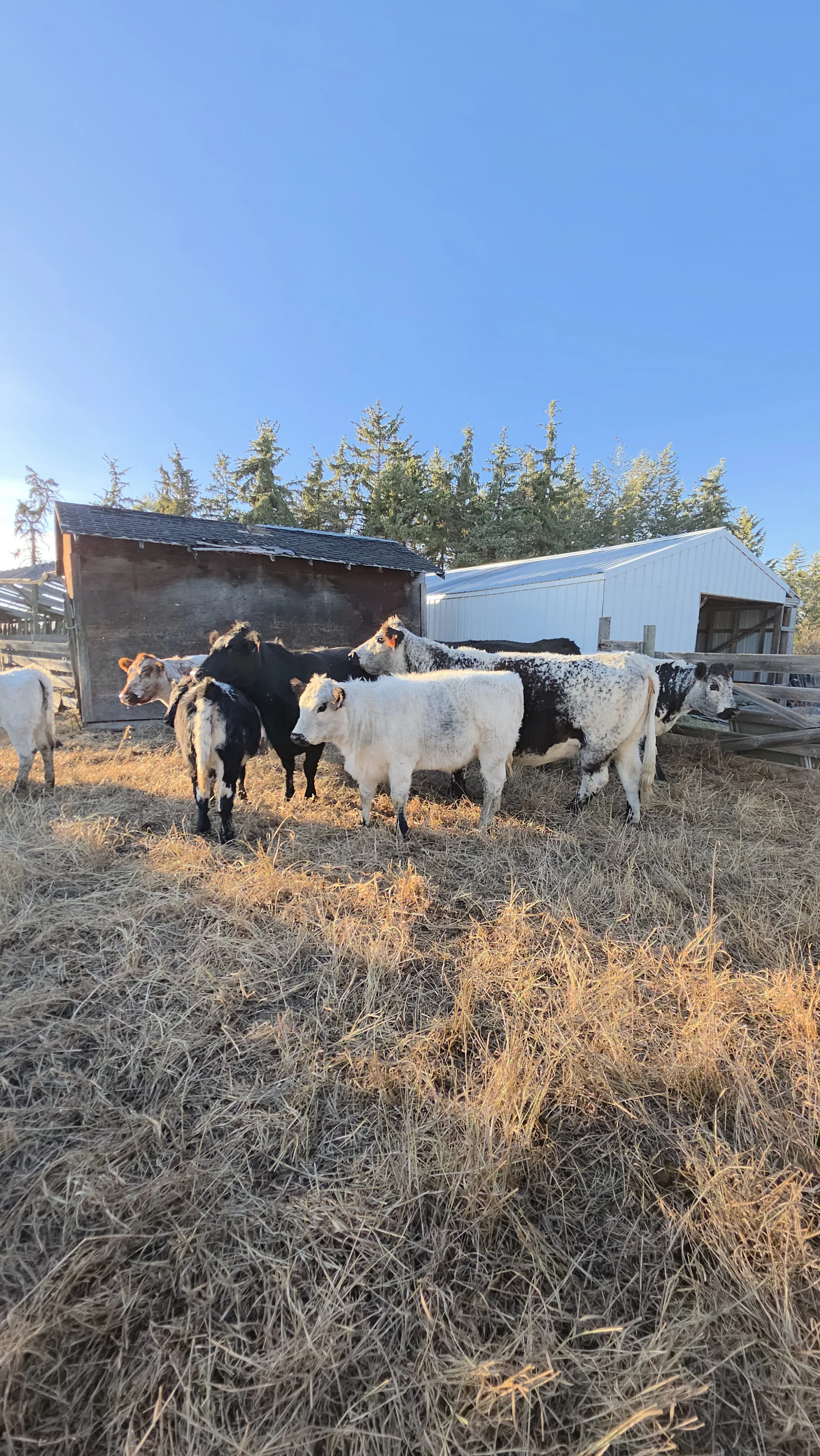 Group of speckled and white with black points cows standing on a grassy field near two sheds under a clear blue sky.