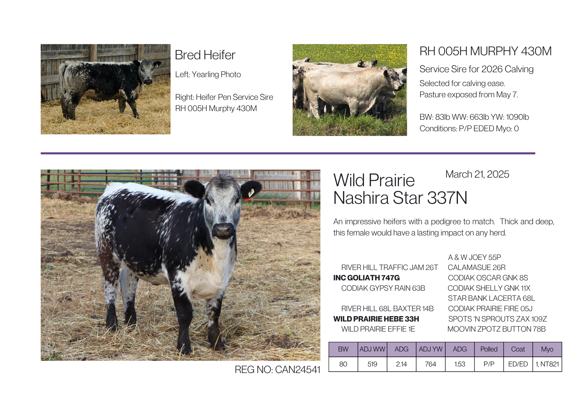 Main photo of a speckle park heifer with white with dark sides and white topline markings and two images of heifer yearling photo and dam, with descriptive text about their genetics, breeding, age, performance, and birthdate.