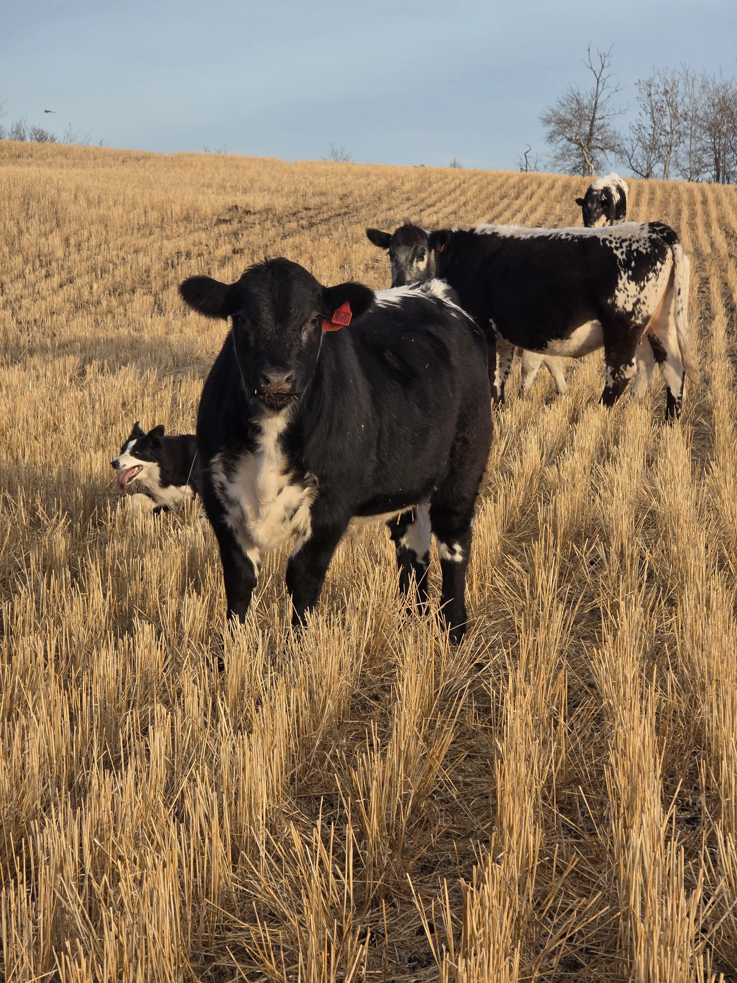 Black with white topline speckle park calves and cows grazing in a wheat field with dry trees in the background.