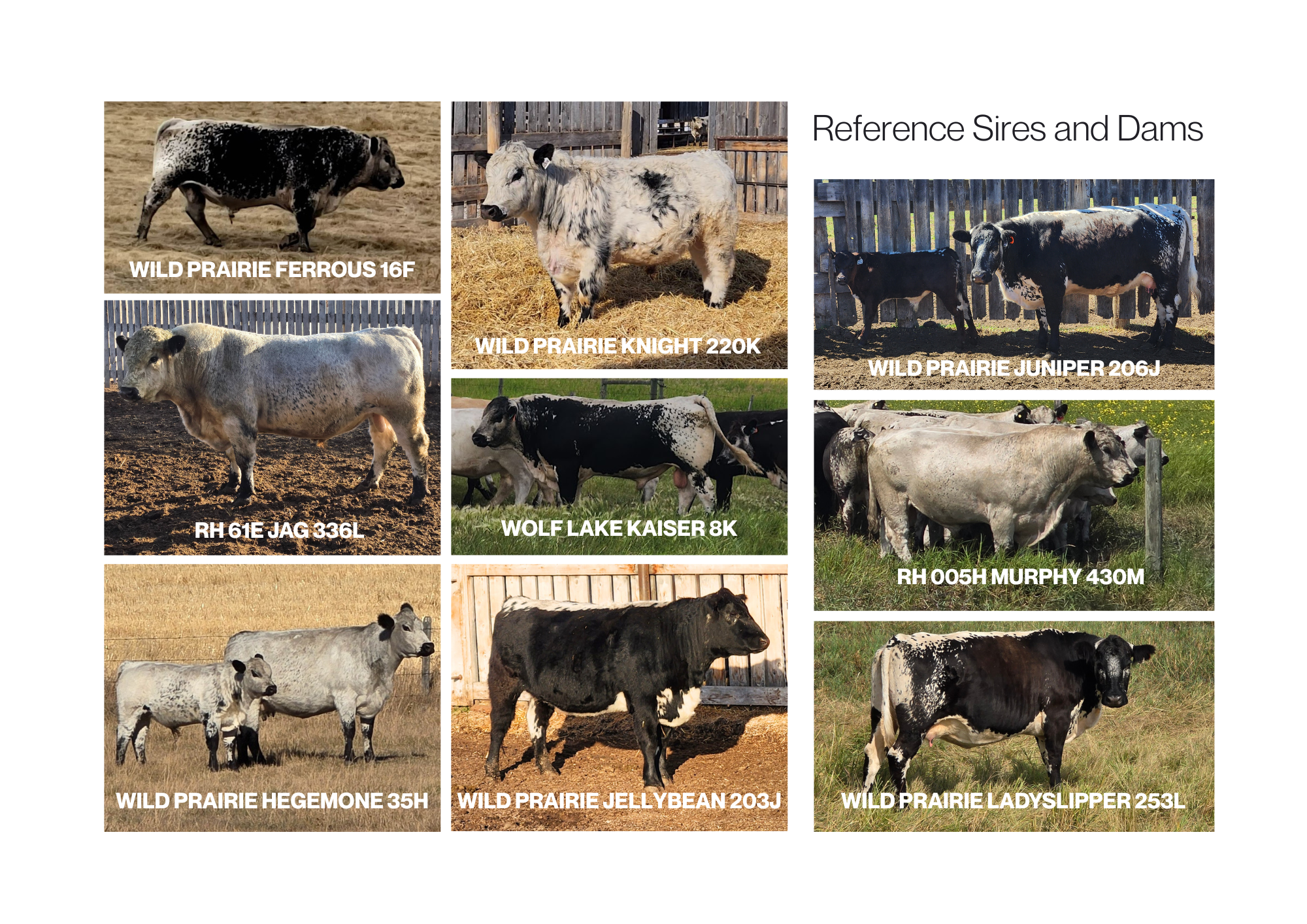 Collage of various cows with labels including breed and identification numbers, such as Wild Prairie Ferrous 16F, Wild Prairie Knight 220K, Wild Prairie Juniper 206J, RH 61E JAG 336L, Wolf Lake Kaiser 8K, RH 005H Murphy 430M, Wild Prairie Hegemone 35H, Wild Prairie Jellybean 203J, and Wild Prairie LadysLipper 253L
