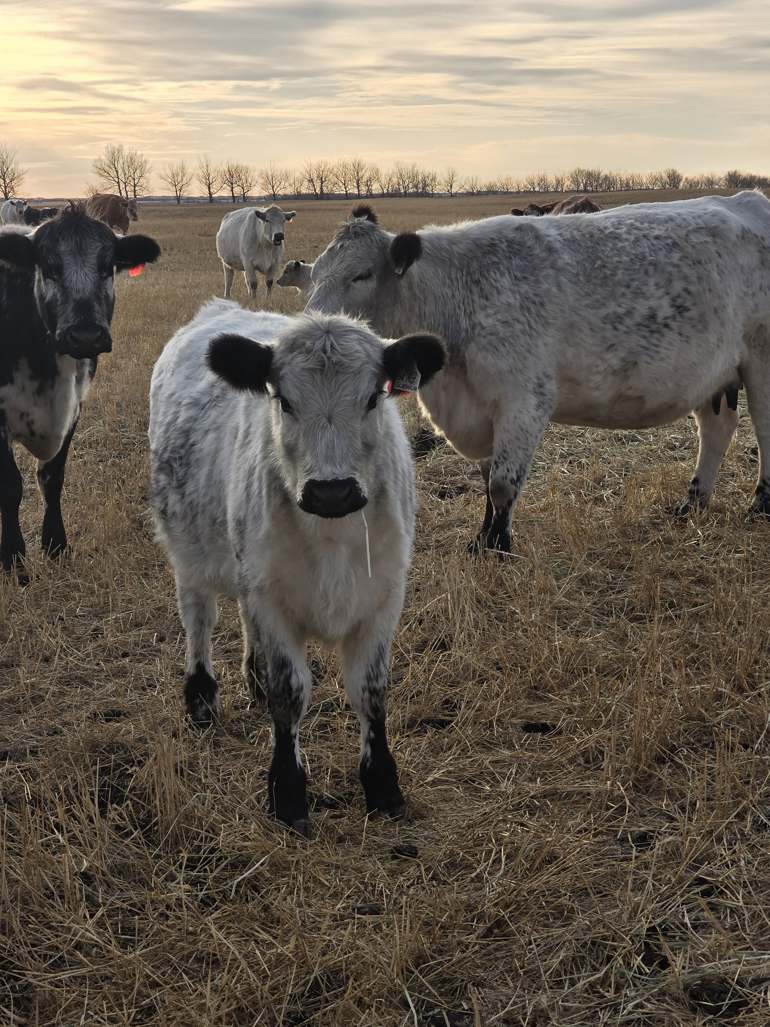 A group of black and white cows in a field, with one calf in the foreground.