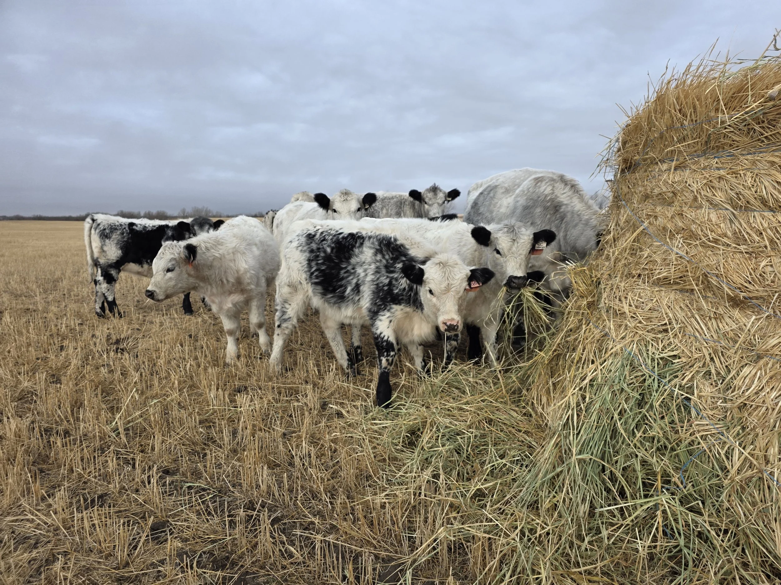 A group of speckle black and white calves in a field eating hay from a round bale under a cloudy sky on a stubble field.