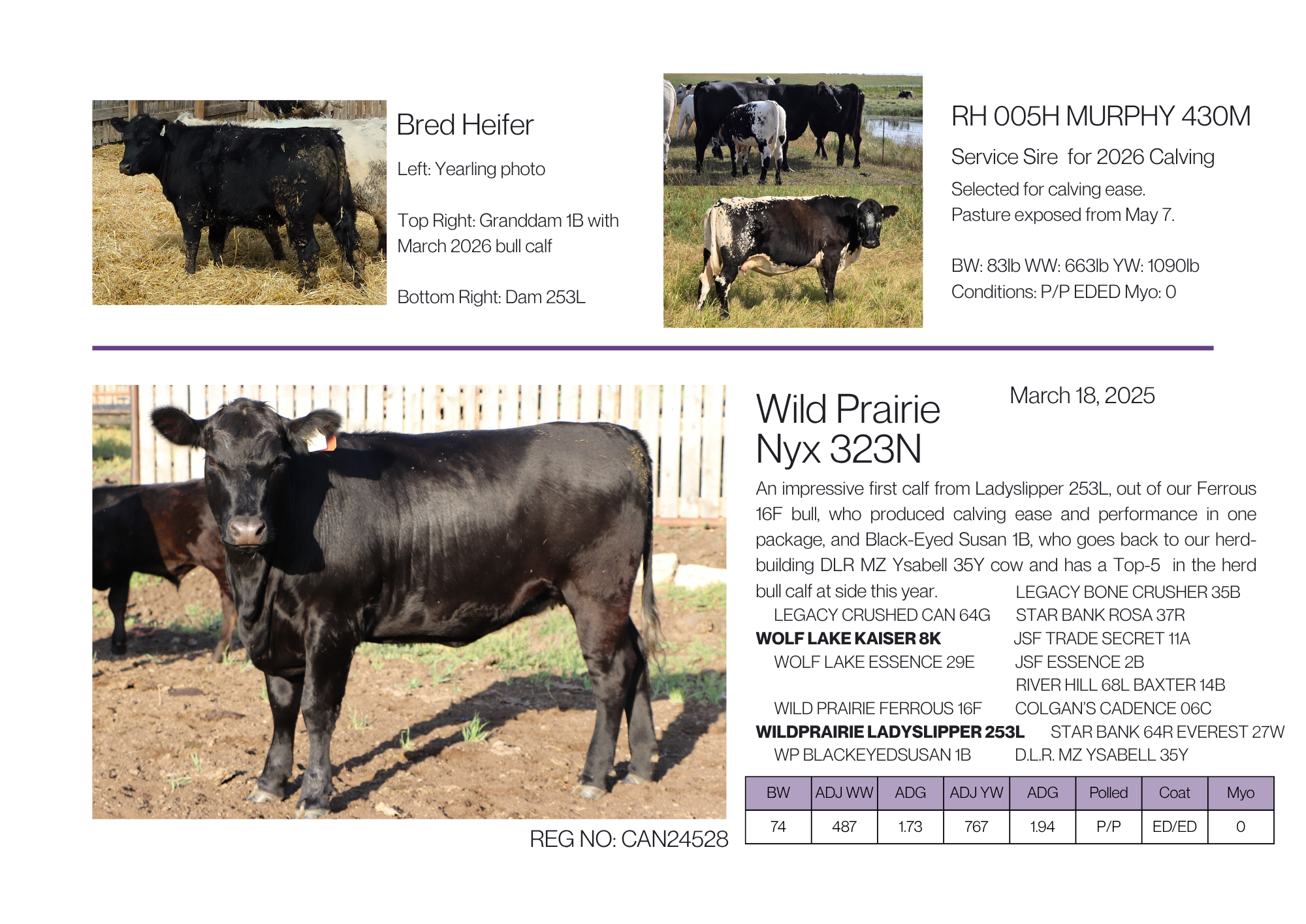 Main photograph of a solid black speckle park heifer with photos as a yearling and maternal line cows with detailed descriptions about their genetics, registration number, breeding, age, and physical condition.