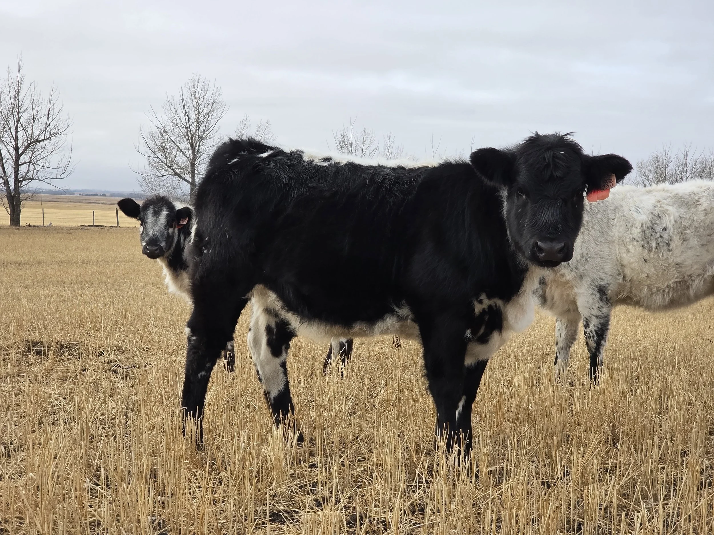 A group of speckle park black and white calves standing in a dry, grassy field with leafless trees in the background under a cloudy sky.