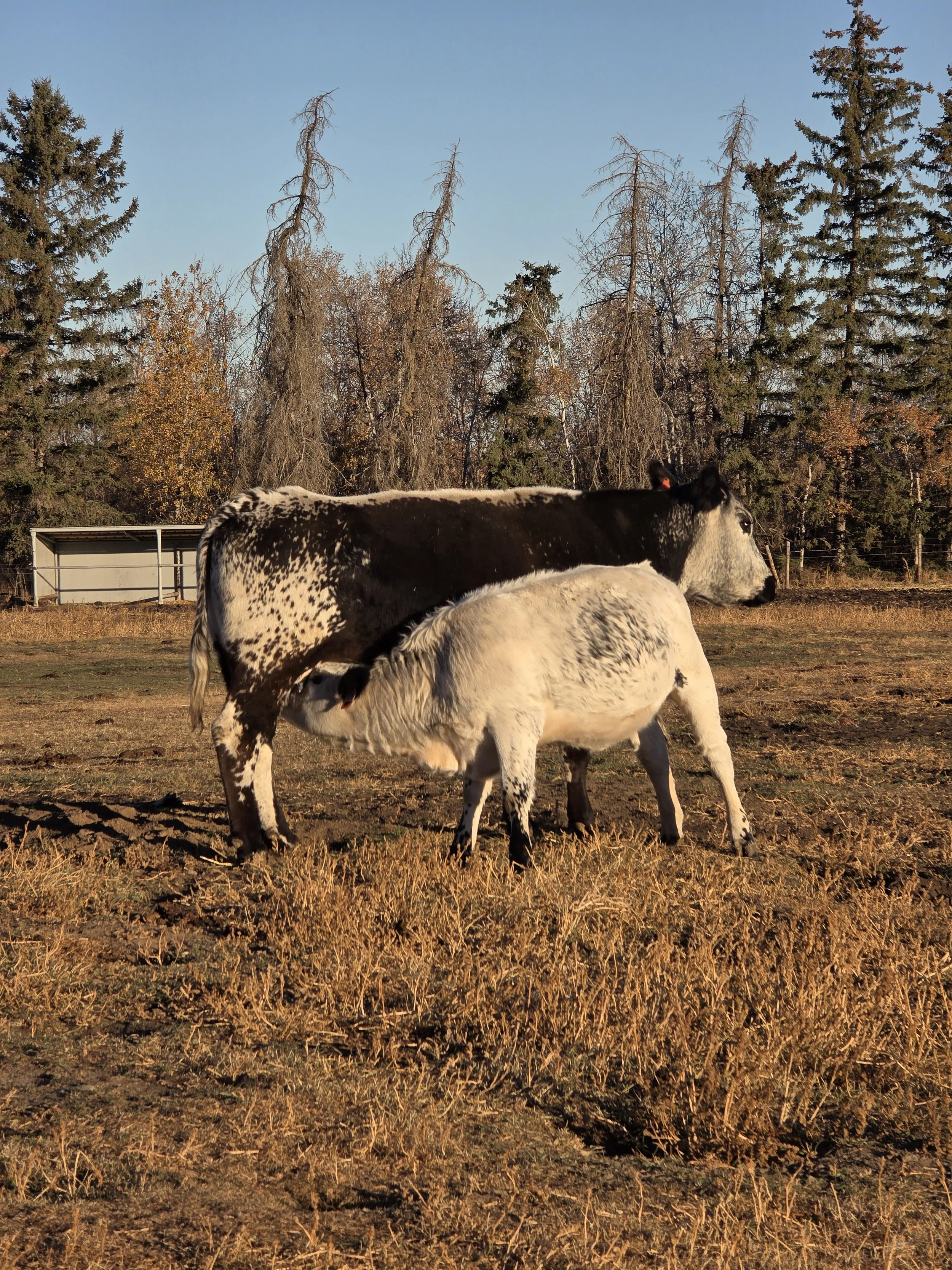 A speckled cow and a white calf with black spots calf grazing in a field with trees in the background during evening light.